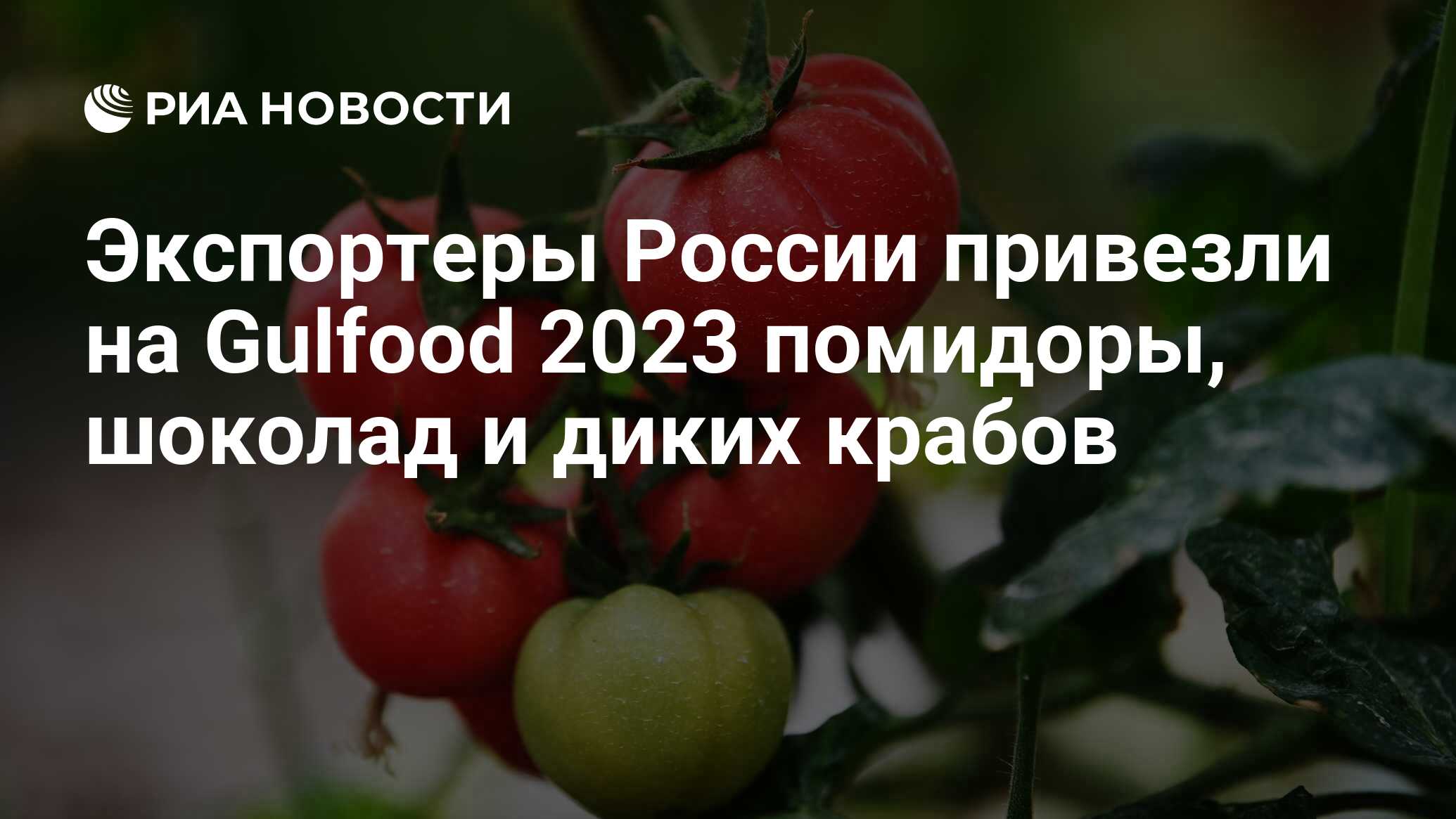 Экспортеры России привезли на Gulfood 2023 помидоры, шоколад и диких ...