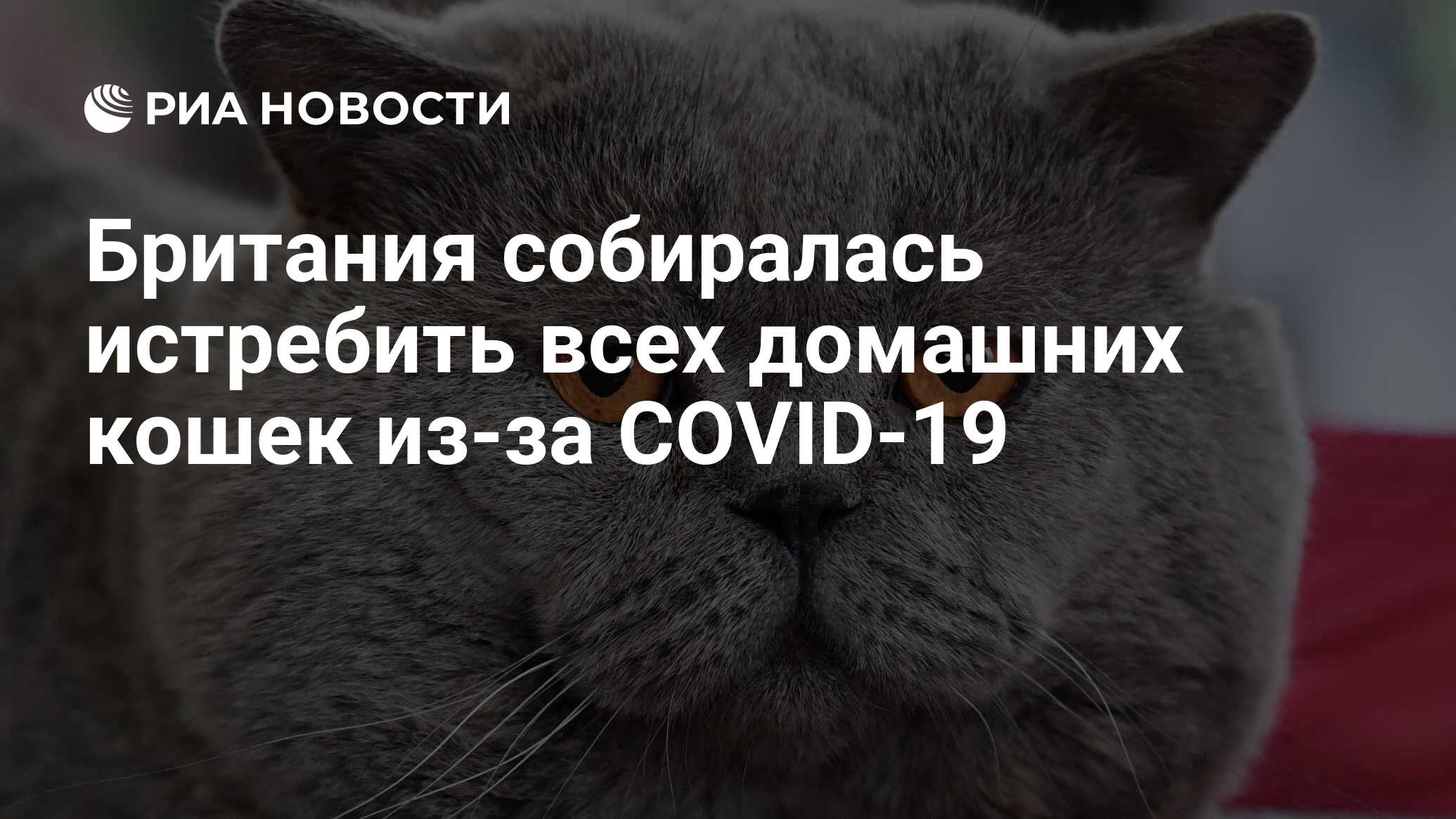 Британия собиралась истребить всех домашних кошек из-за COVID-19 - РИА  Новости, 02.03.2023