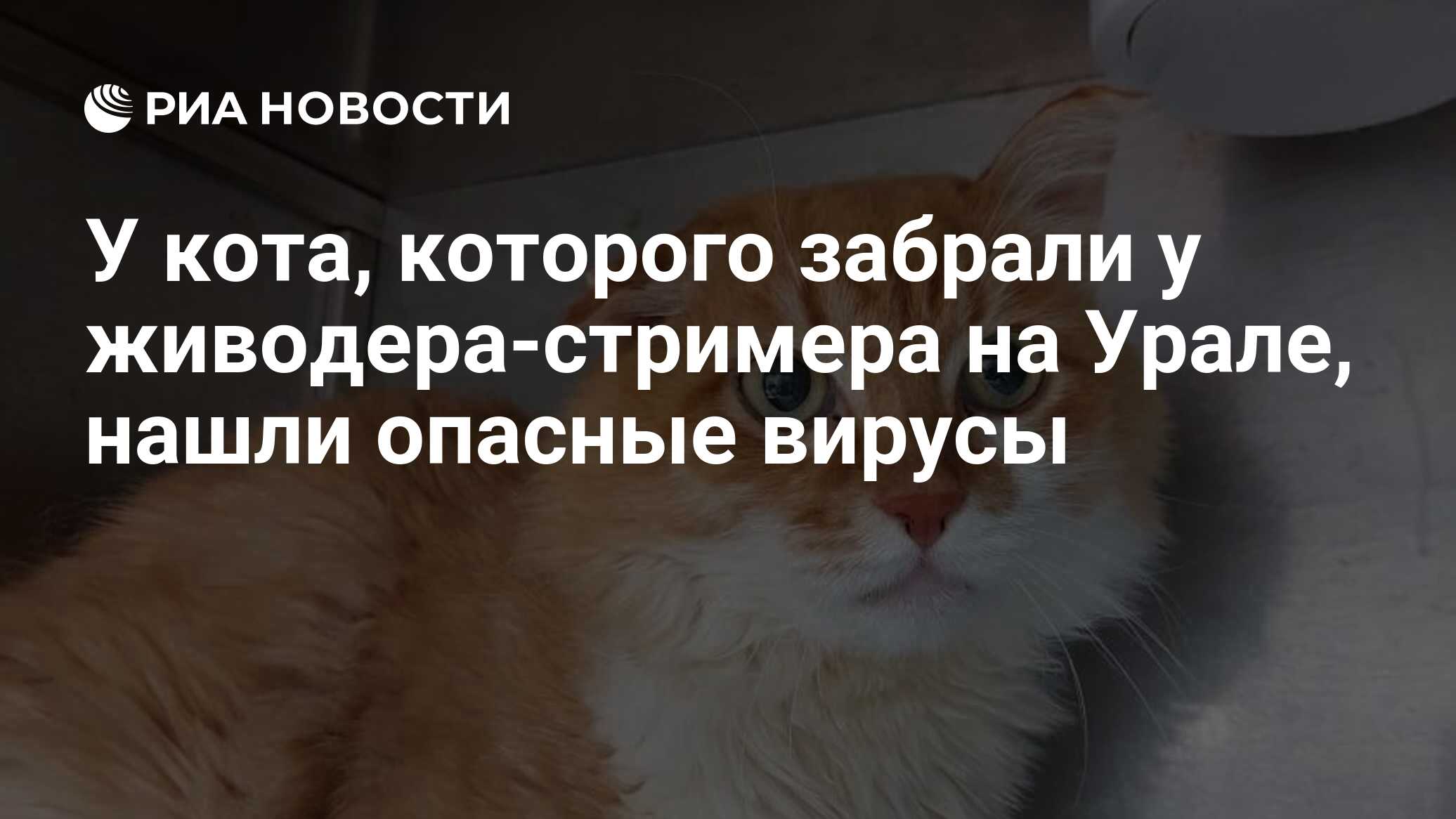 У кота, которого забрали у живодера-стримера на Урале, нашли опасные вирусы  - РИА Новости, 07.03.2023