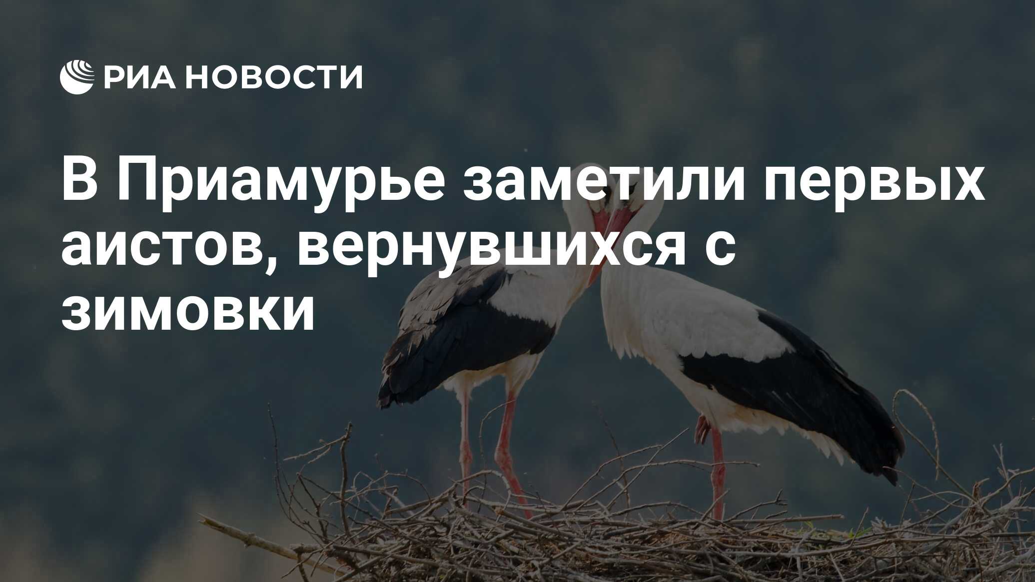 В Приамурье заметили первых аистов, вернувшихся с зимовки - РИА Новости,  12.03.2023