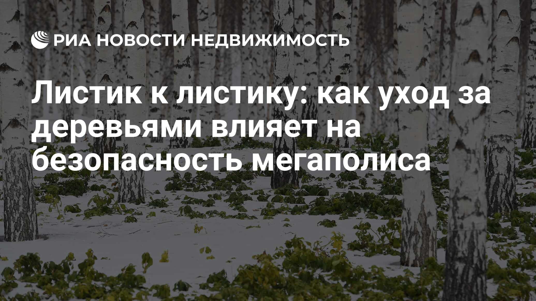 Листик к листику: как уход за деревьями влияет на безопасность мегаполиса -  Недвижимость РИА Новости, 21.03.2023