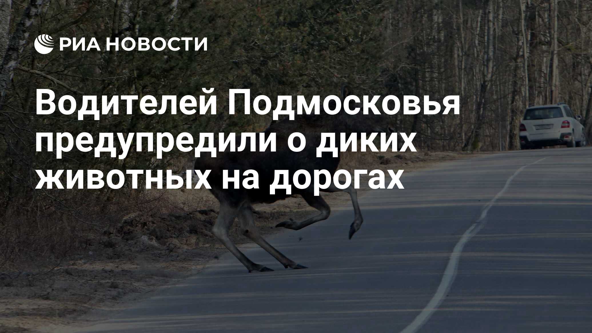 Звери в подмосковье