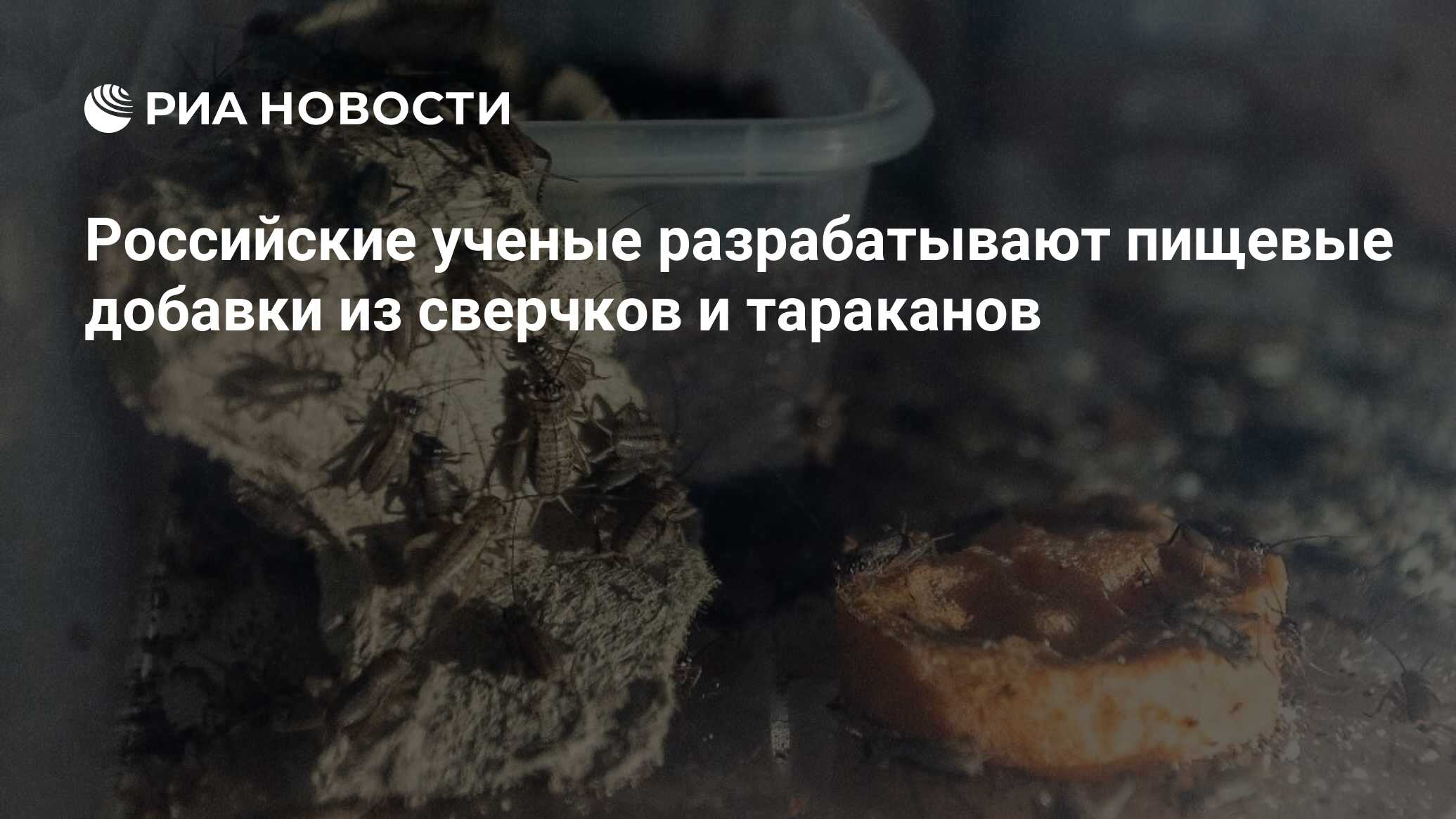 Российские ученые разрабатывают пищевые добавки из сверчков и тараканов -  РИА Новости, 28.03.2023