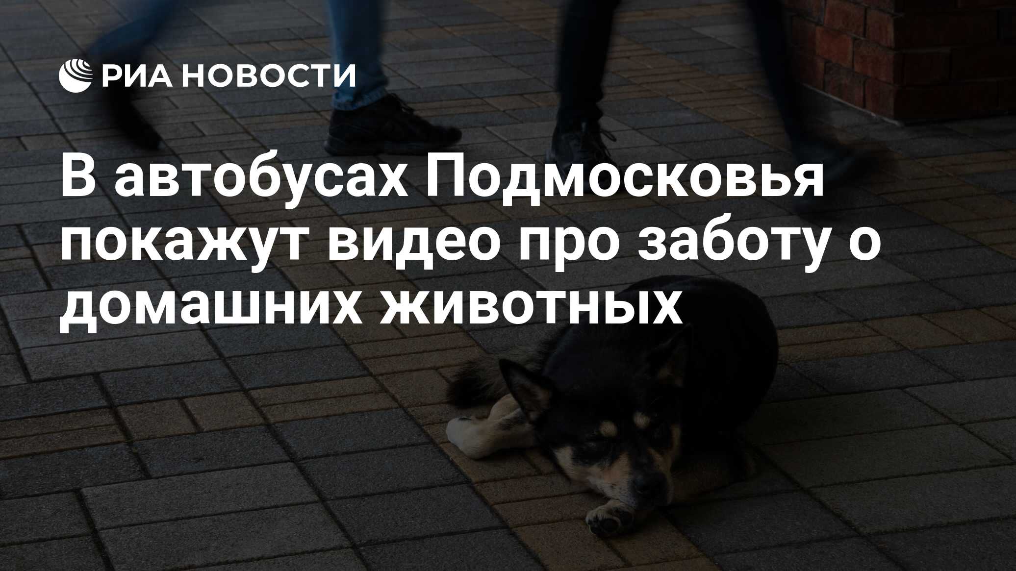 В автобусах Подмосковья покажут видео про заботу о домашних животных - РИА  Новости, 31.03.2023