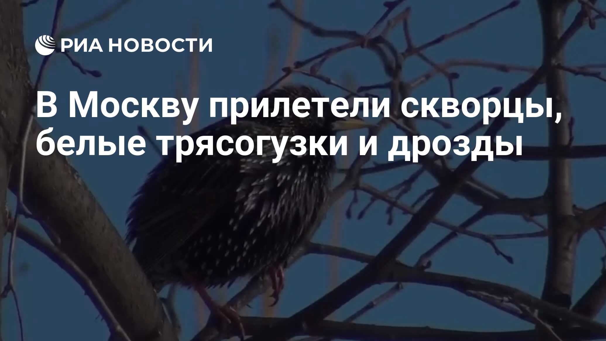 Скворец и трясогузка
