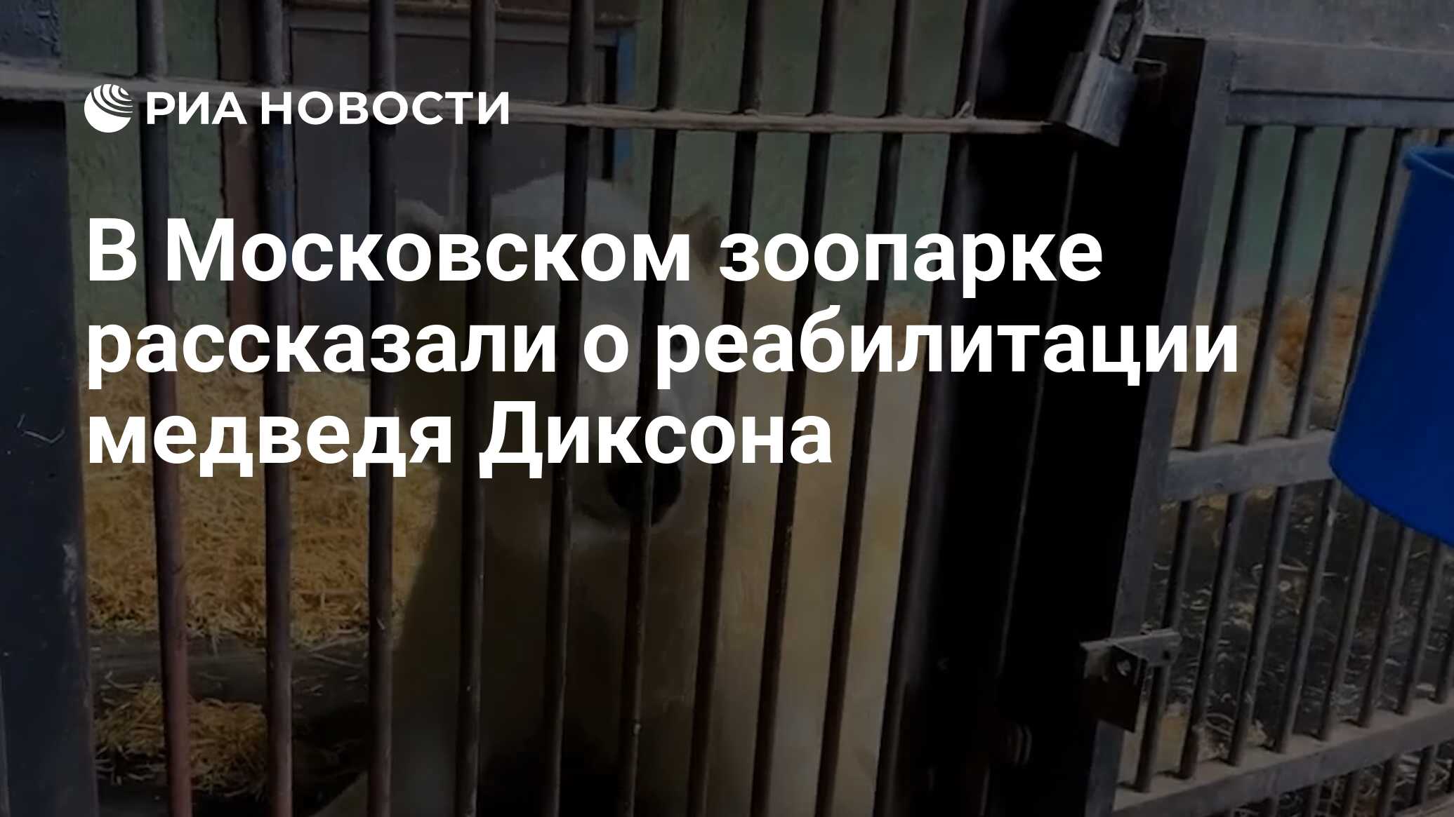 В Московском зоопарке рассказали о реабилитации медведя Диксона - РИА  Новости, 07.04.2023