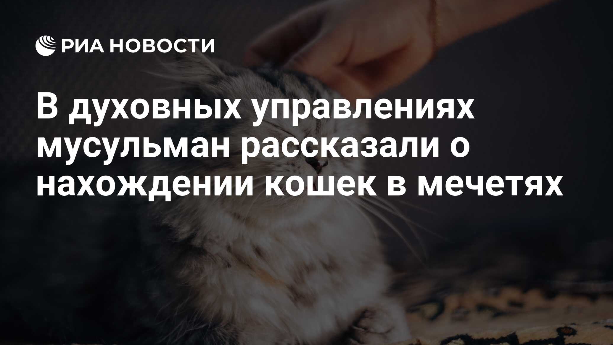 В духовных управлениях мусульман рассказали о нахождении кошек в мечетях -  РИА Новости, 09.04.2023