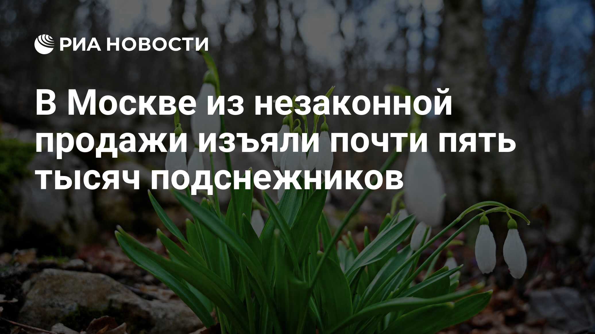 Подснежники когда появляются месяц. Подснежники. Подснежники в России. День подснежника. Первоцветы в Москве.