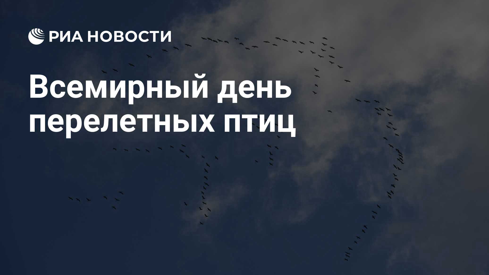 Всемирный день перелетных птиц картинки