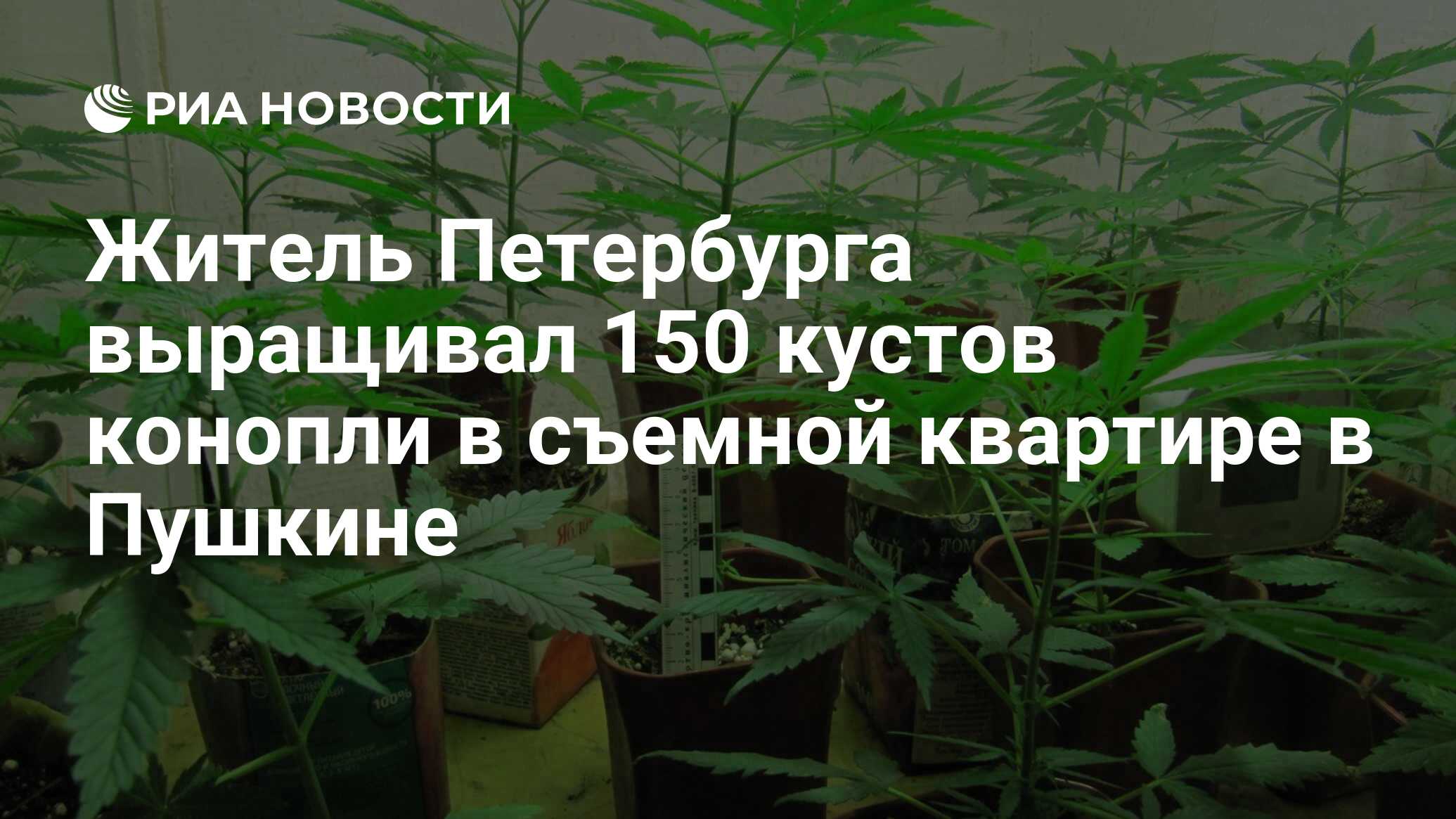 Житель Петербурга выращивал 150 кустов конопли в съемной квартире в Пушкине  - РИА Новости, 24.05.2023