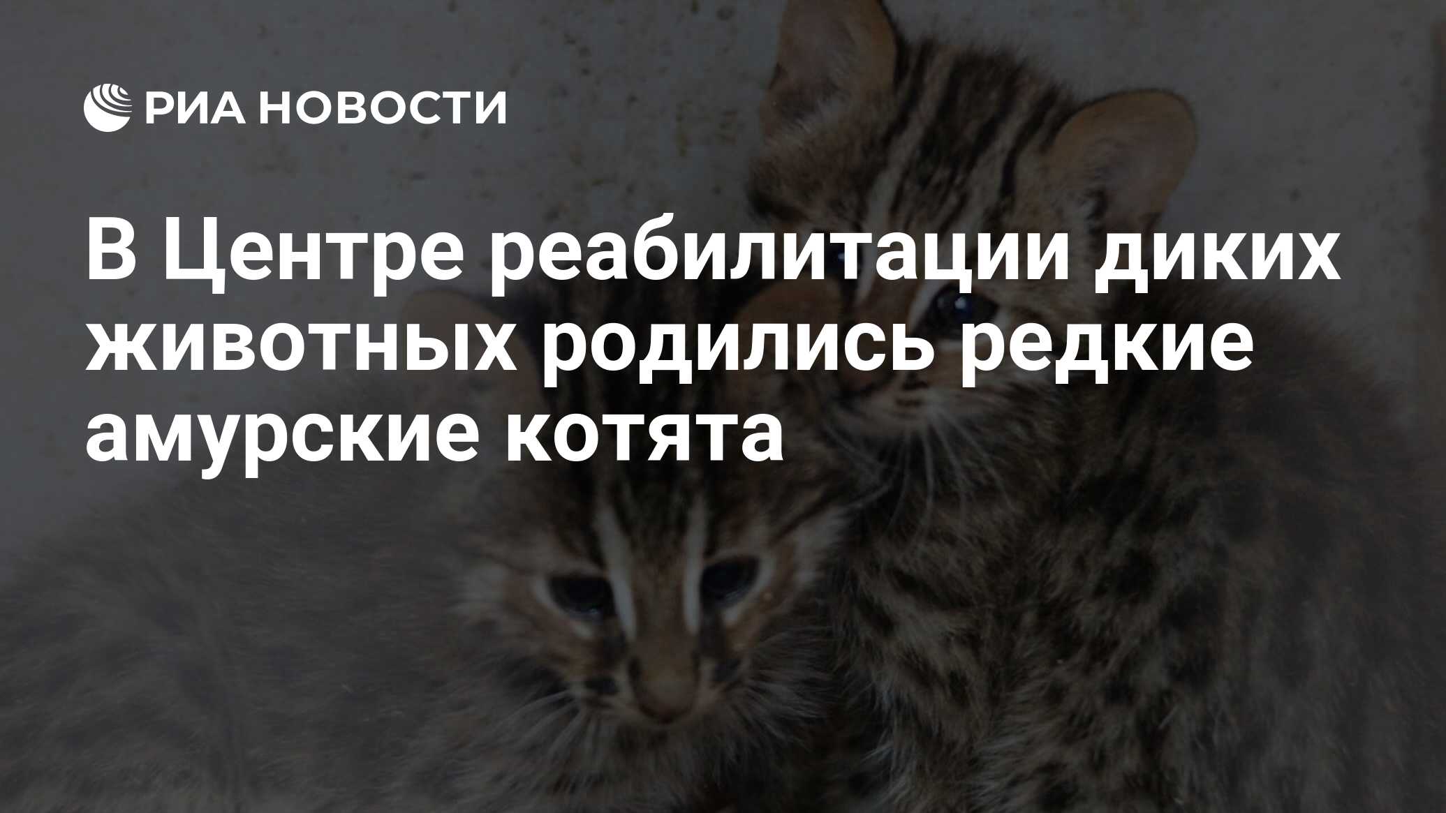 В Центре реабилитации диких животных родились редкие амурские котята - РИА  Новости, 24.05.2023