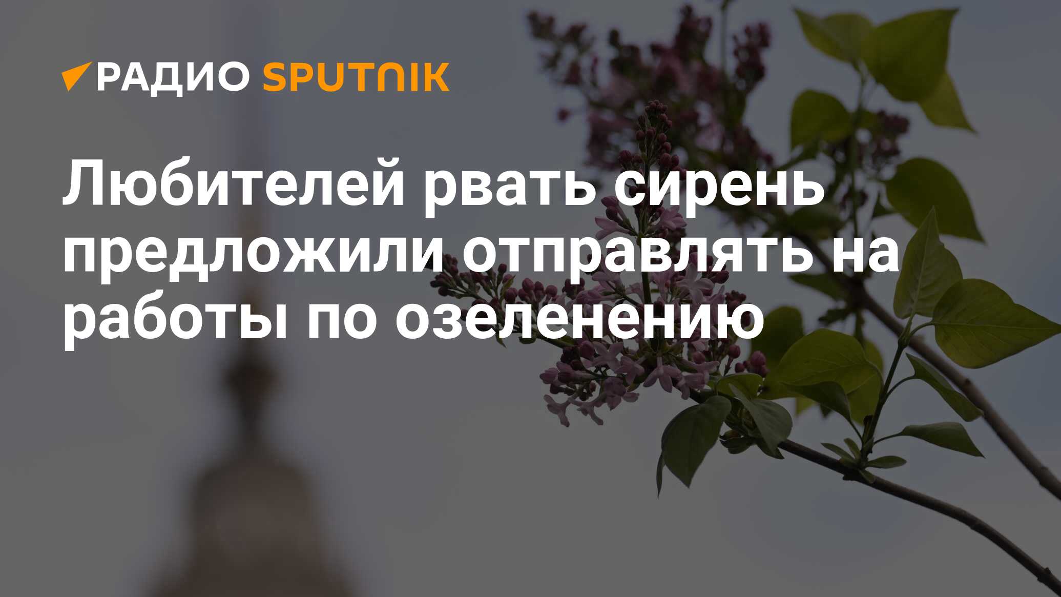 Почему нельзя рвать сирень. Цветы сирени продолжить. Цветы сирени продолжить предложение. Срывать сирень это статья. Как рвать сирень для букета.