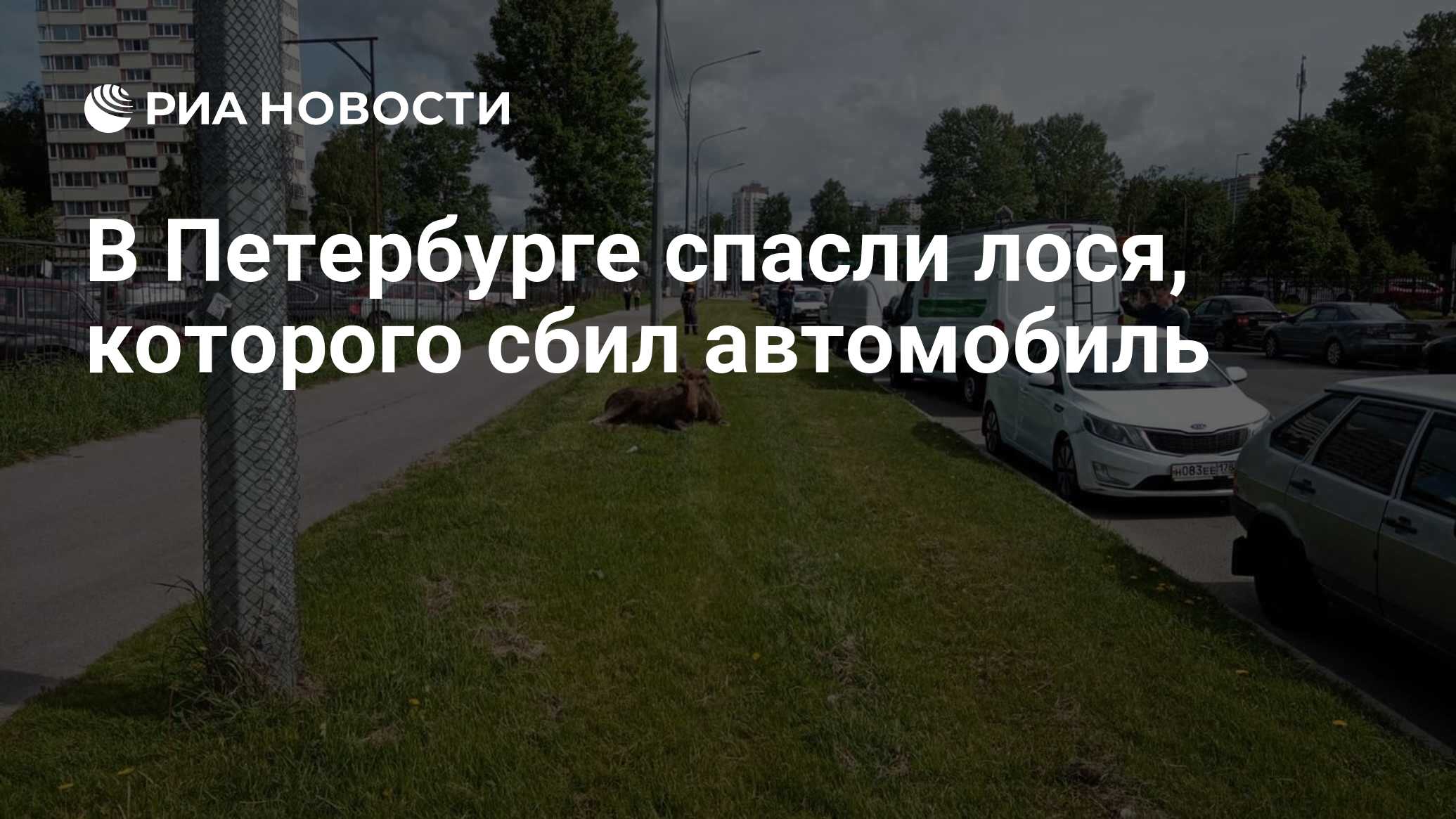 В Петербурге спасли лося, которого сбил автомобиль - РИА Новости, 30.05.2023