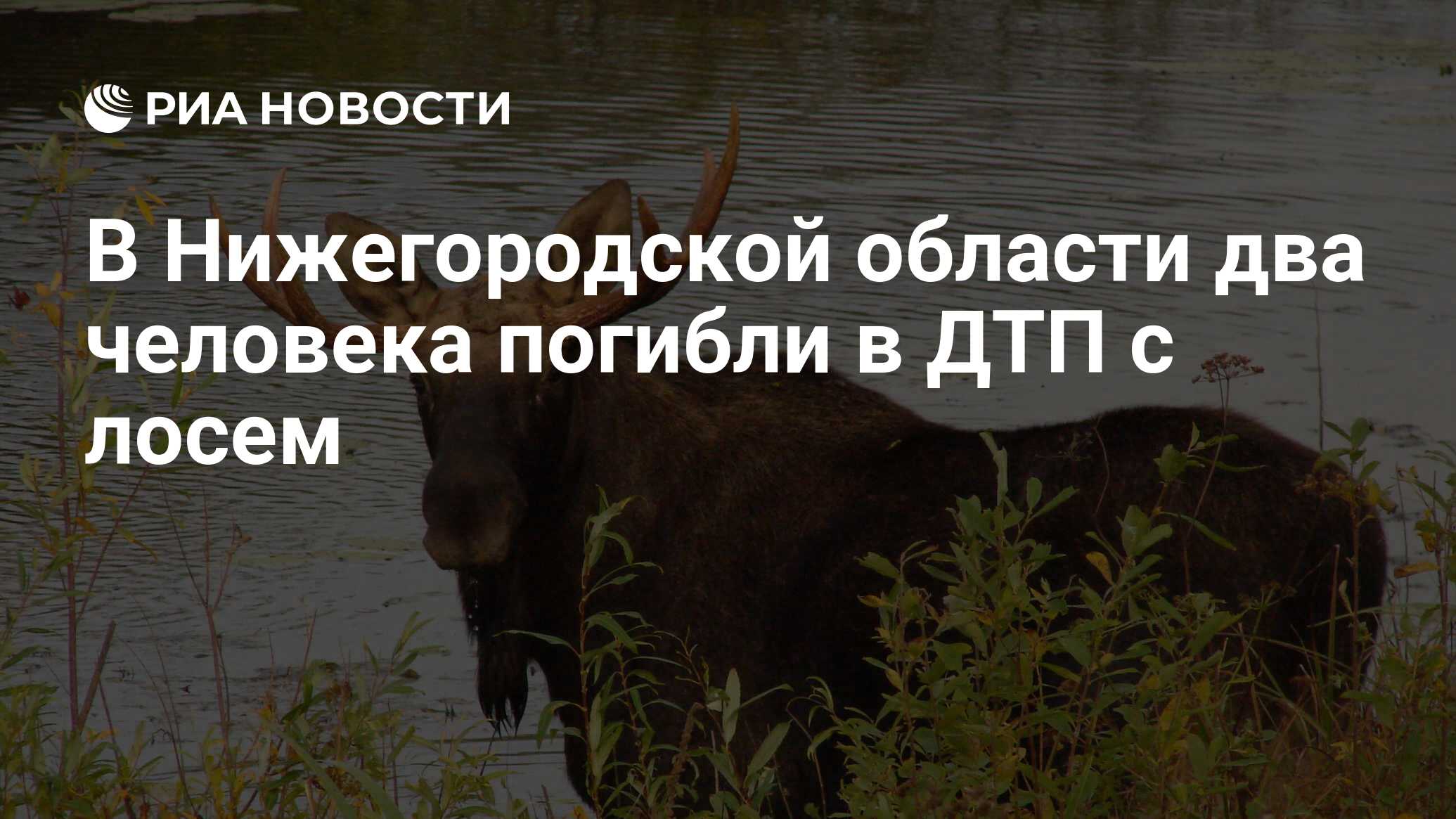 В Нижегородской области в ДТП с лосем погибли два человека