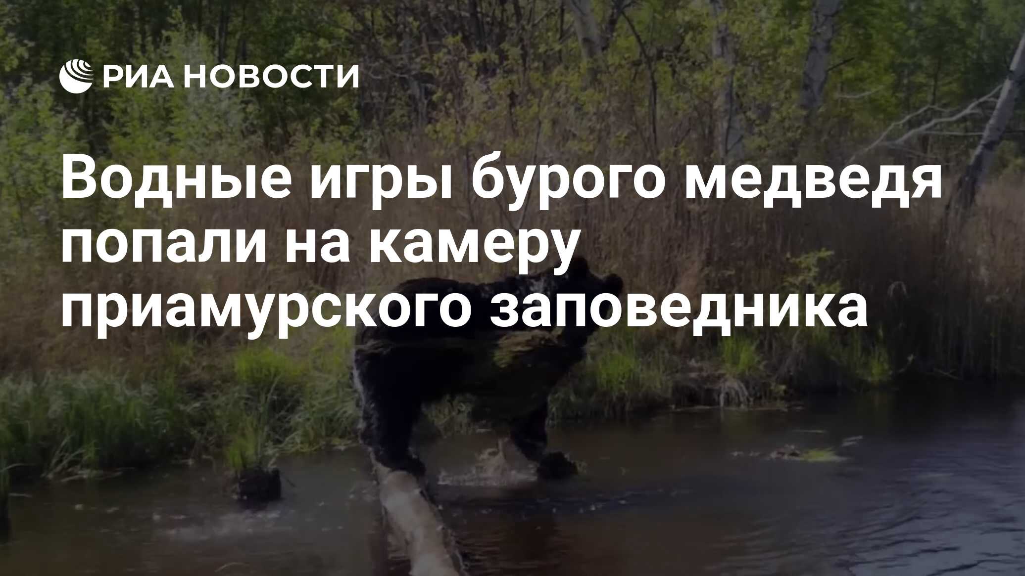 Водные игры бурого медведя попали на камеру приамурского заповедника - РИА  Новости, 21.06.2023