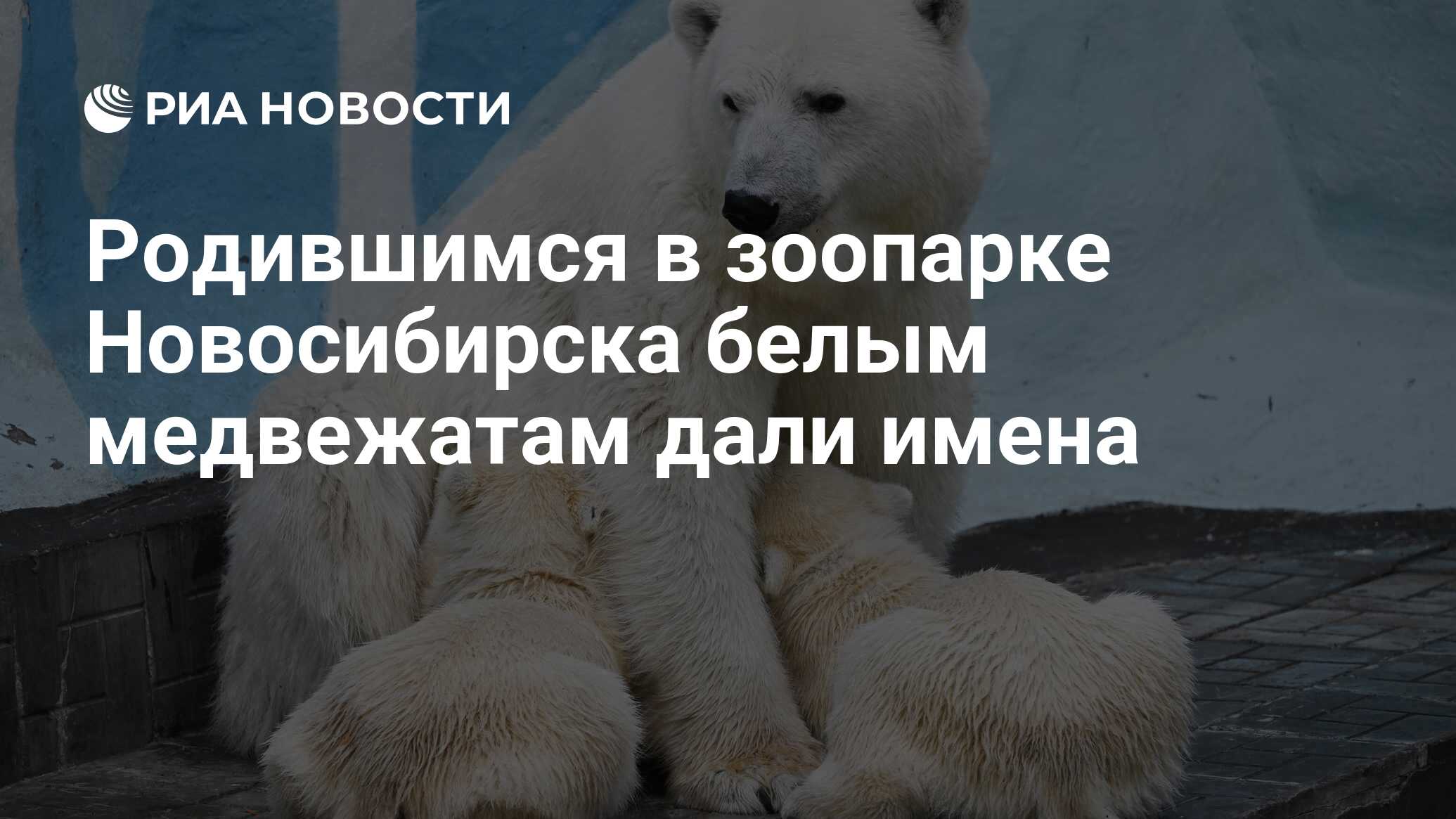 Родившимся в зоопарке Новосибирска белым медвежатам дали имена - РИА  Новости, 25.06.2023