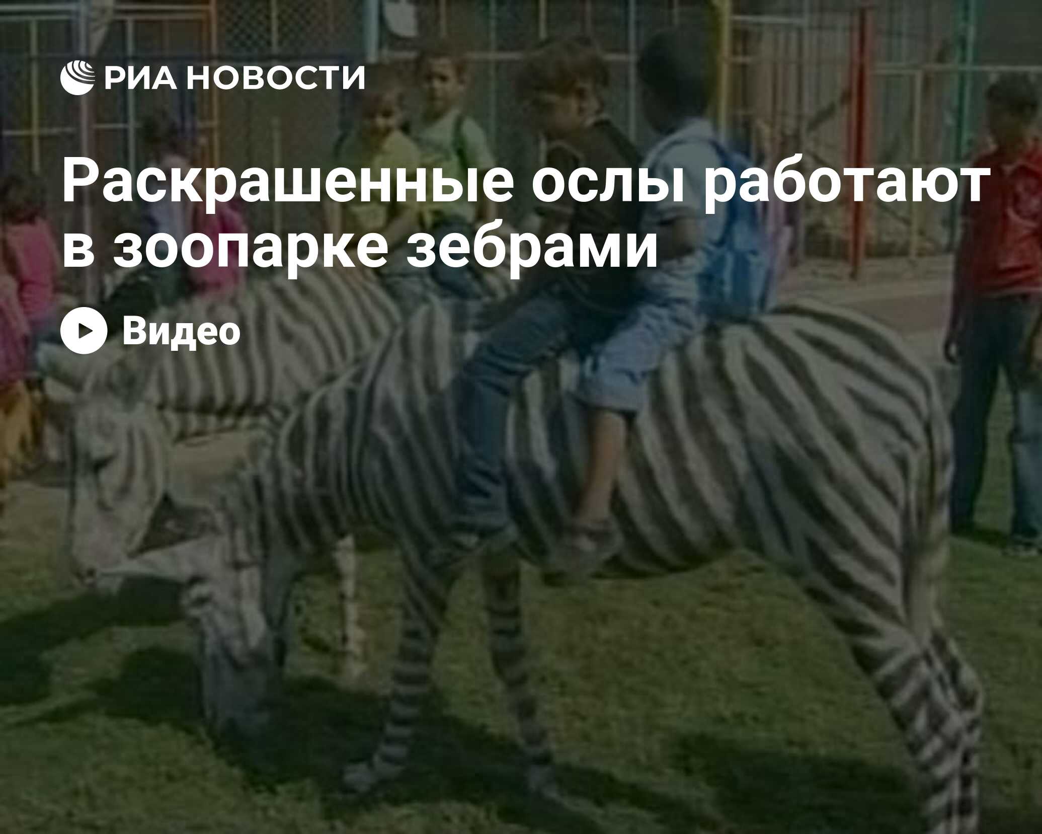 Раскрашенные ослы работают в зоопарке зебрами