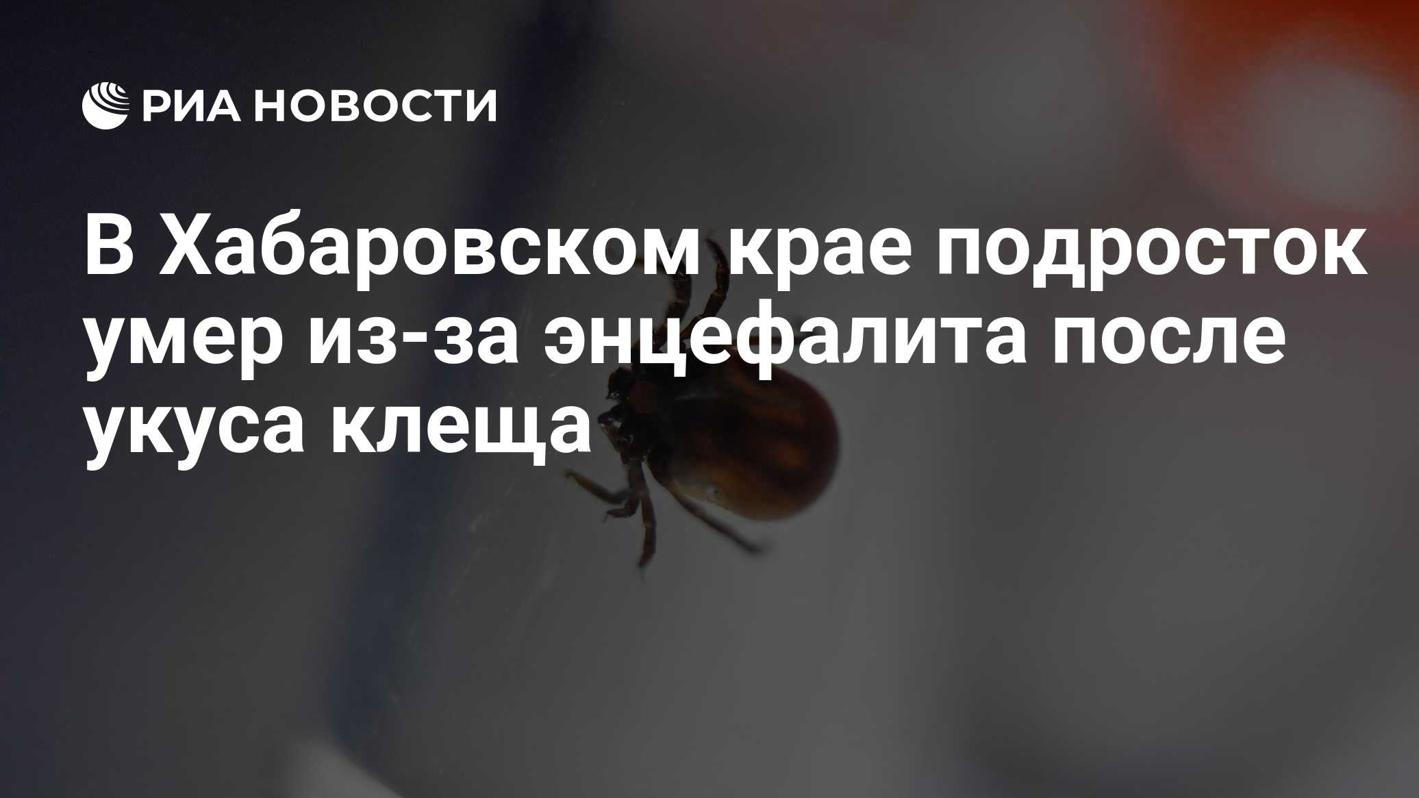 В Хабаровском крае подросток умер из-за энцефалита после укуса клеща - РИА  Новости, 05.07.2023