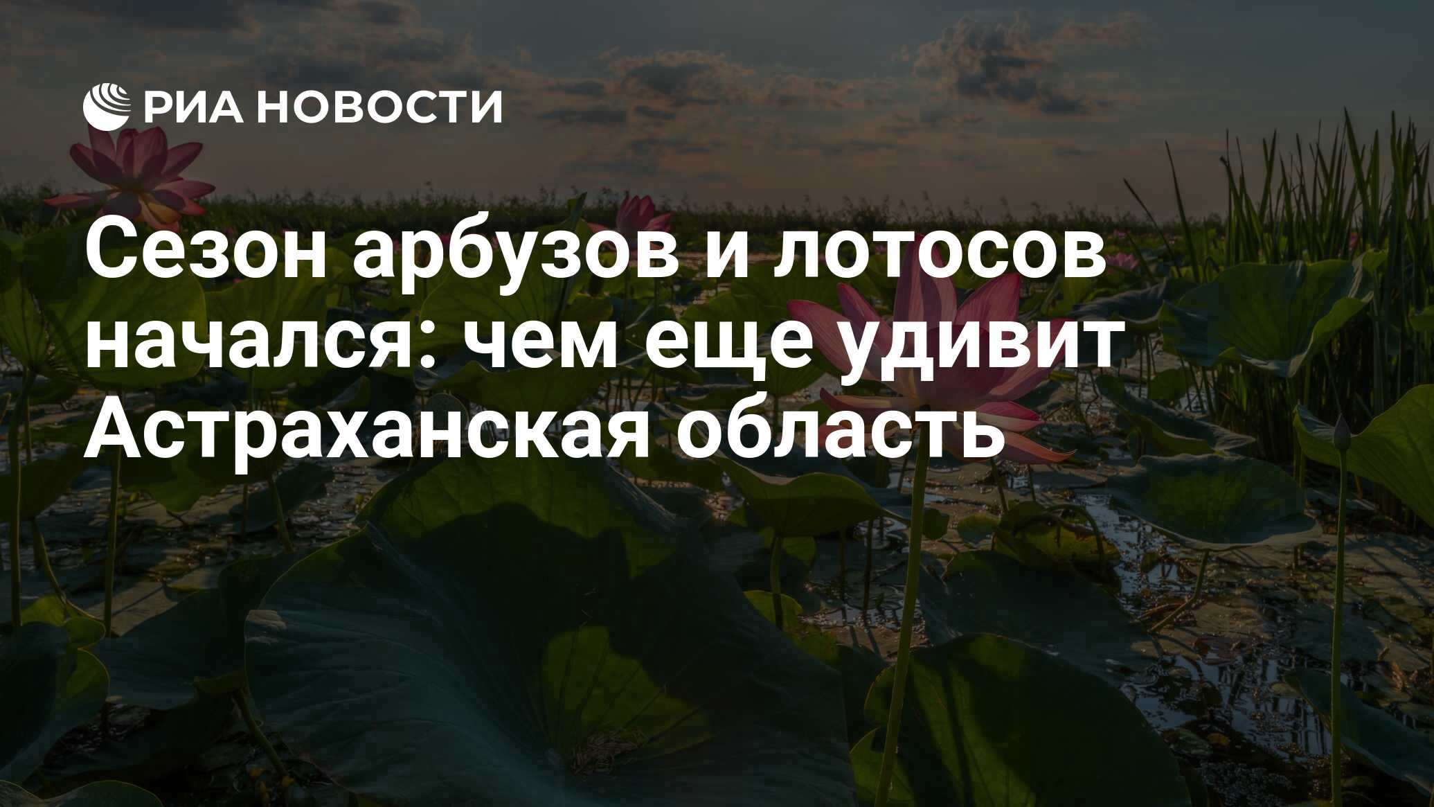 Астрахань где лотосы. Цветение лотосов в Астрахани. Дельта Волги Лотосы. Орехоносный Лотос Астраханский заповедник.