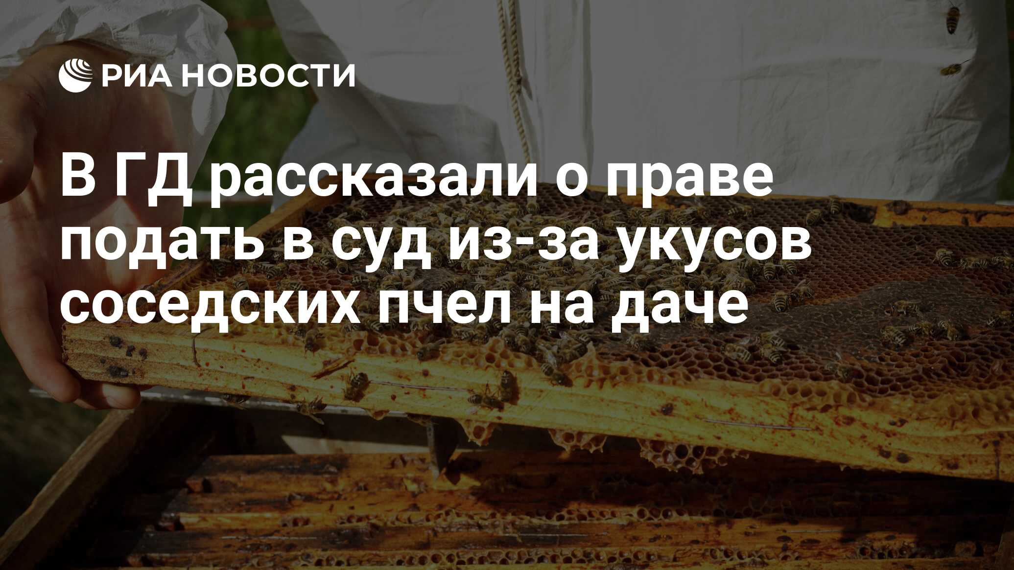 В ГД рассказали о праве подать в суд из-за укусов соседских пчел на даче -  РИА Новости, 16.07.2023