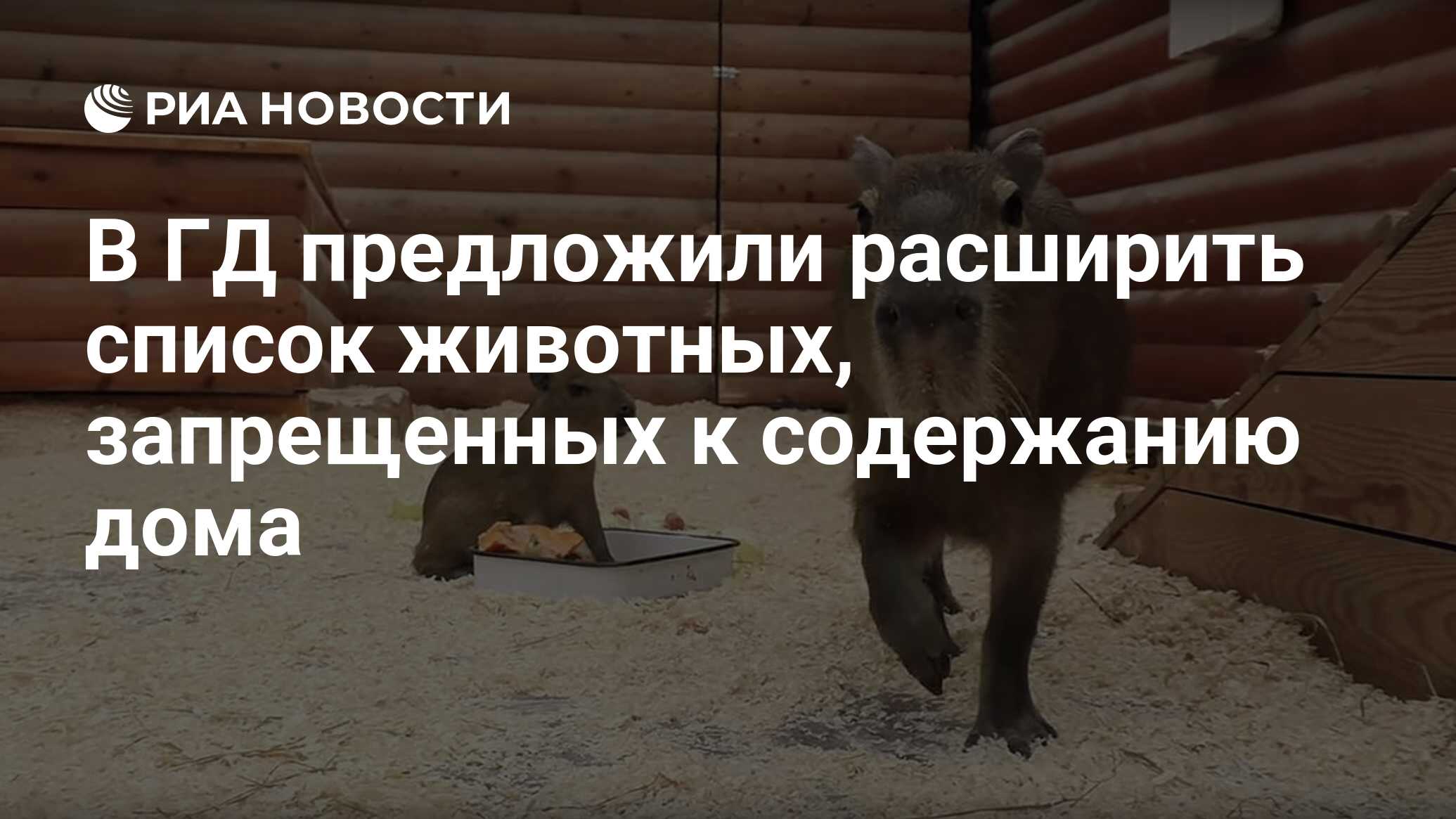 В ГД предложили расширить список животных, запрещенных к содержанию дома -  РИА Новости, 19.07.2023