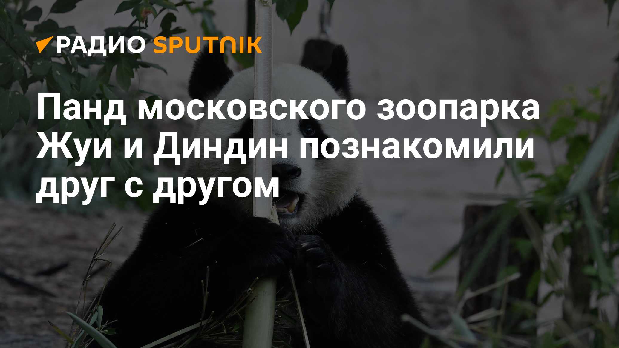 Сколько панд в московском зоопарке. Панда в Московском зоопарке. Панда в Московском зоопарке 2023. Панда жуи в Московском зоопарке. Панда Диндин из Московского зоопарка.