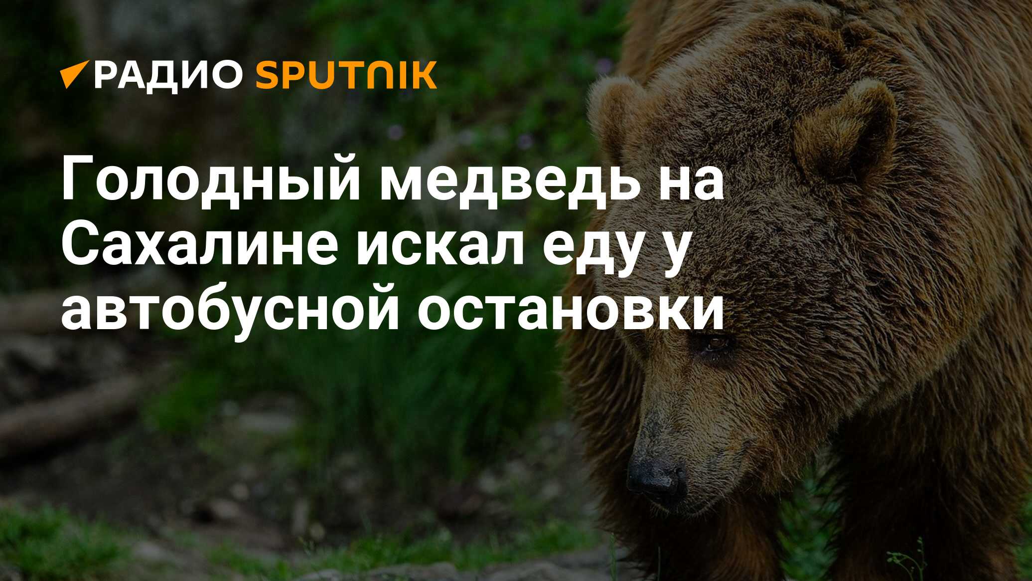 Звери остановились. Медведь Сахалин. Голодный медведь. Сахалин Углегорск медведи. Голодный мишка картинки.