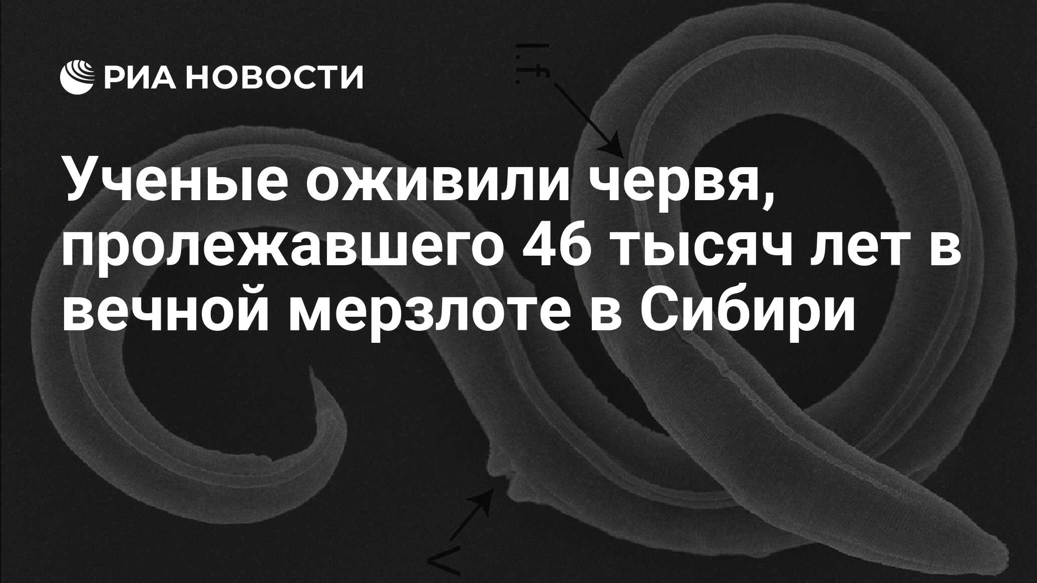 Xiphinema rivesi. Ученым удалось оживить организм нематоду panagrolaimus. Гипобиоз и криптобиоз. Яйцо коловратки. Ученым удалось оживить организм нематоду panagrolaimus.