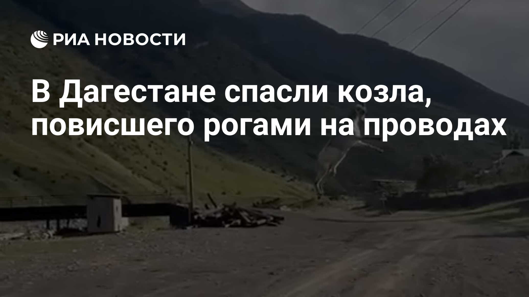 В Дагестане спасли козла, повисшего рогами на проводах - РИА Новости,  31.07.2023