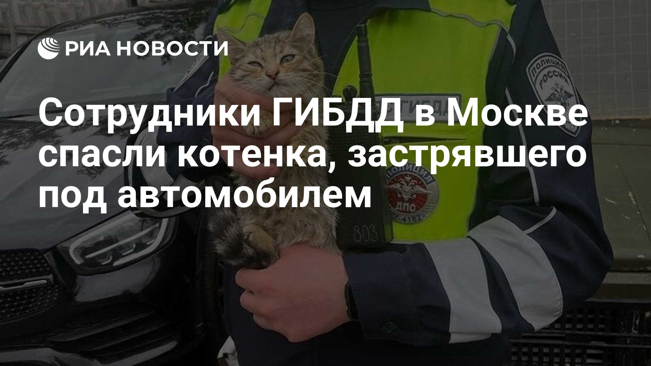 Сотрудники ГИБДД в Москве спасли котенка, застрявшего под автомобилем - РИА  Новости, 01.08.2023