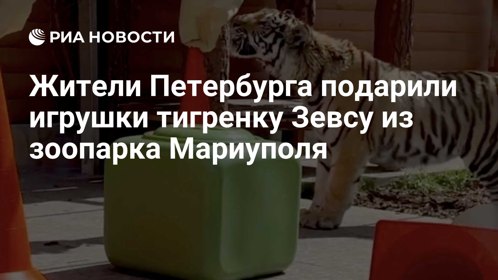 Жители Петербурга подарили игрушки тигренку Зевсу из зоопарка Мариуполя -  РИА Новости, 01.08.2023