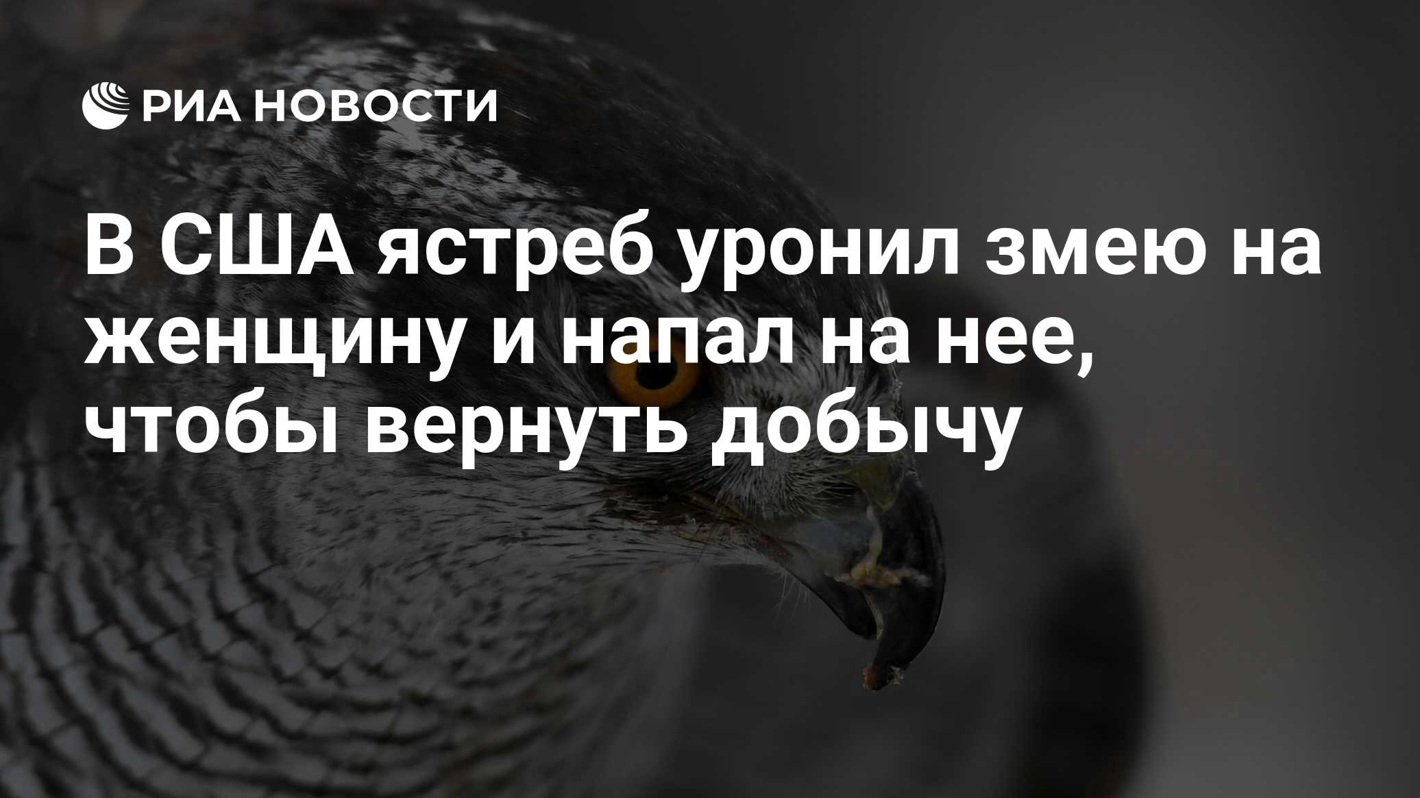 В США ястреб уронил змею на женщину и напал на нее, чтобы вернуть добычу -  РИА Новости, 09.08.2023