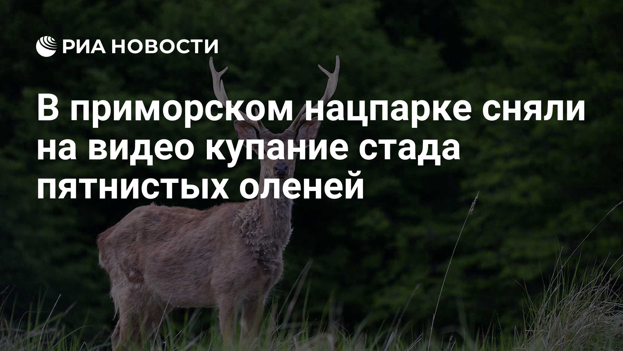 В приморском нацпарке сняли на видео купание стада пятнистых оленей - РИА  Новости, 18.08.2023