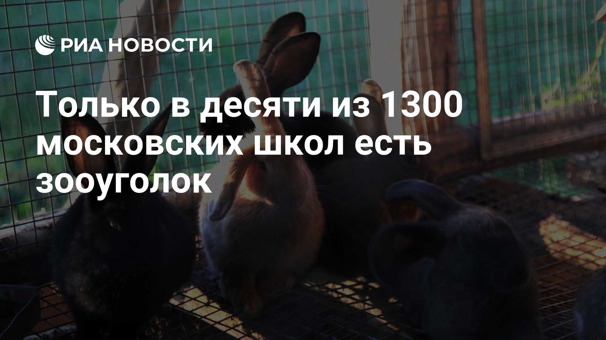 Только в десяти из 1300 московских школ есть зооуголок - РИА Новости,  16.10.2009