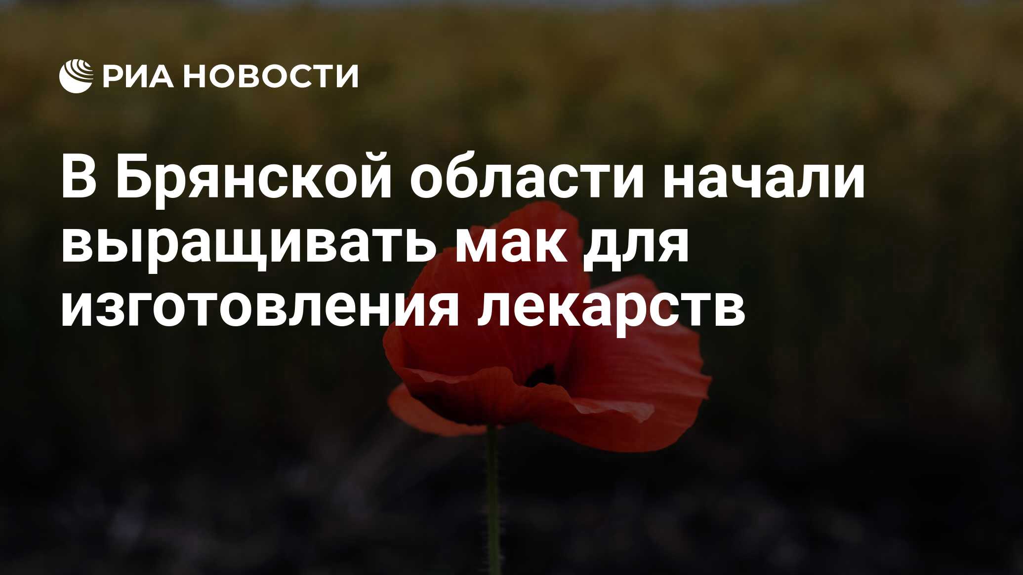 В Брянской области начали выращивать мак для изготовления лекарств - РИА  Новости, 26.08.2023