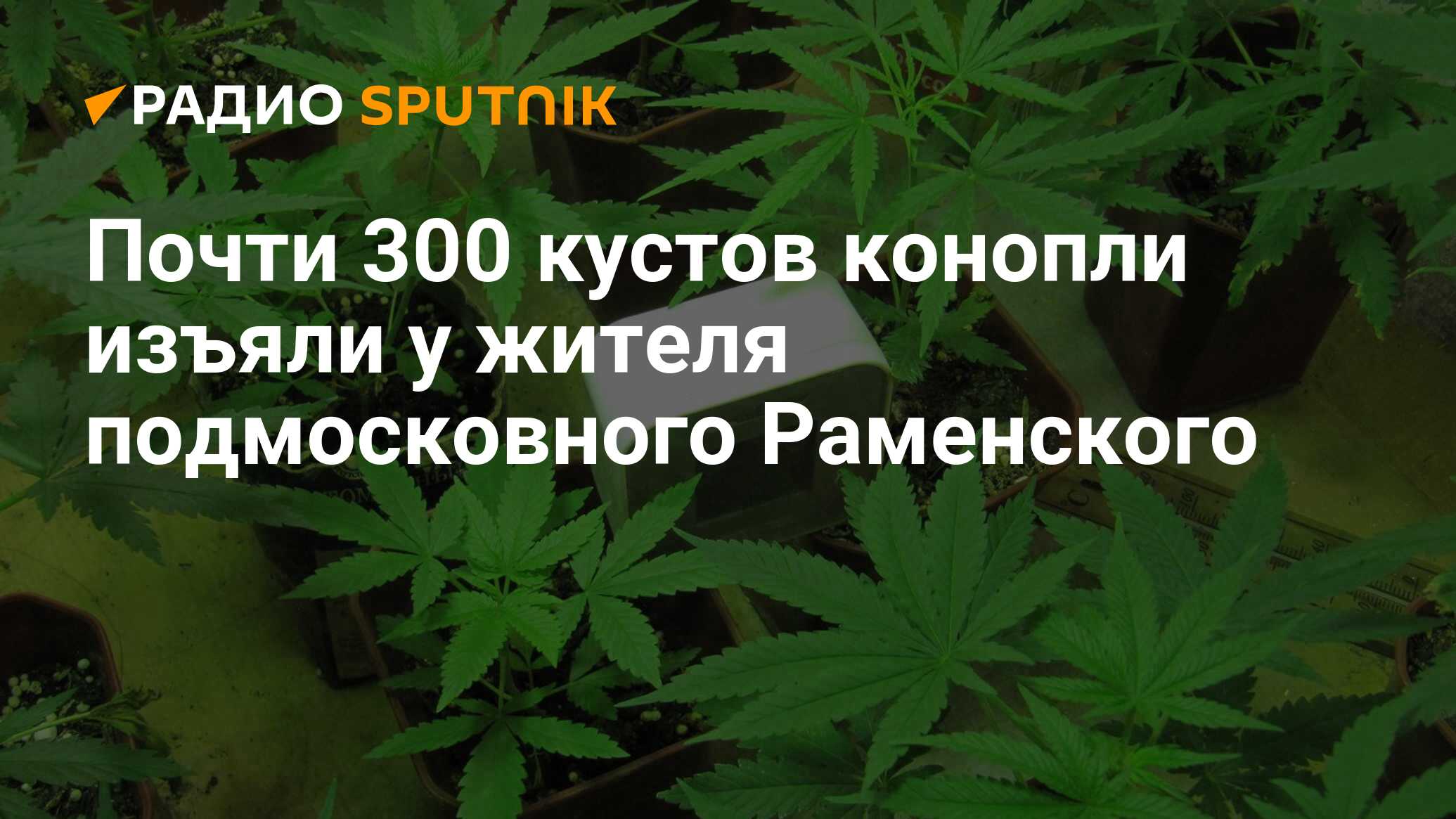 Почти 300 кустов конопли изъяли у жителя подмосковного Раменского