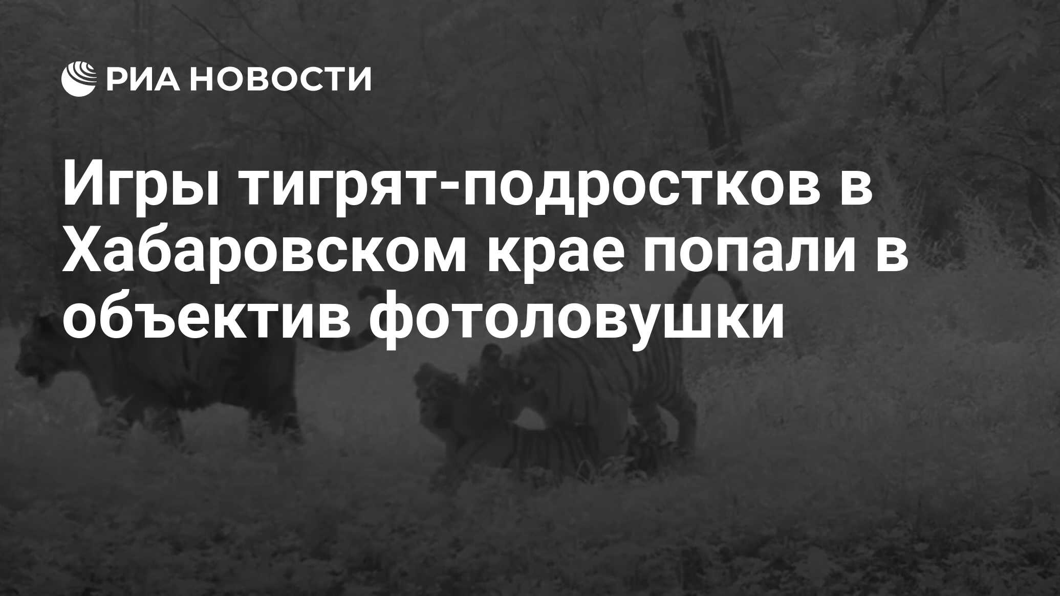 Игры тигрят-подростков в Хабаровском крае попали в объектив фотоловушки -  РИА Новости, 07.09.2023