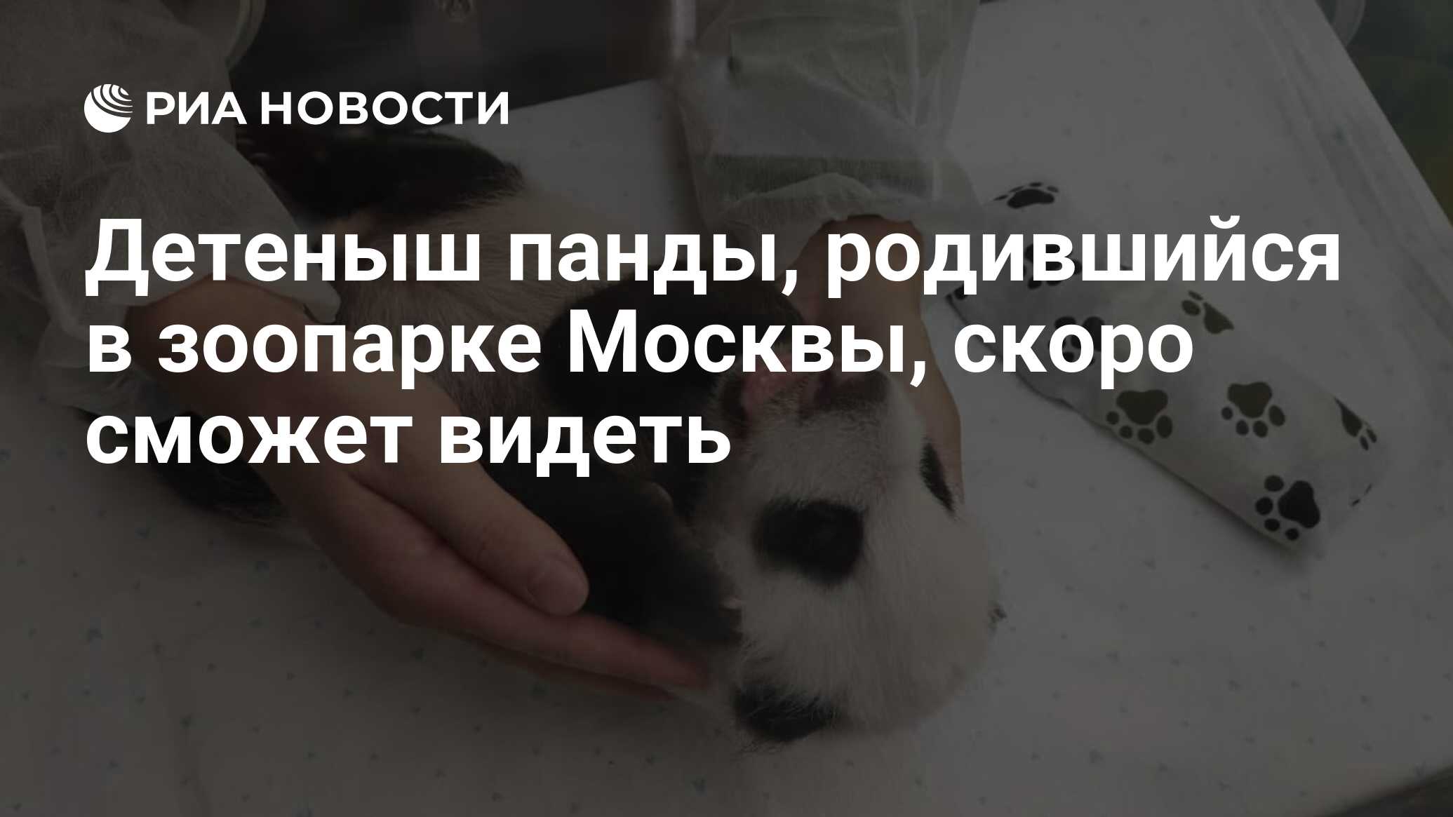 Панда детеныш московский зоопарк новости. Догхантеры травят собак. Чем можно отравить бродячих собак. Дог Хантер чем травят собак.