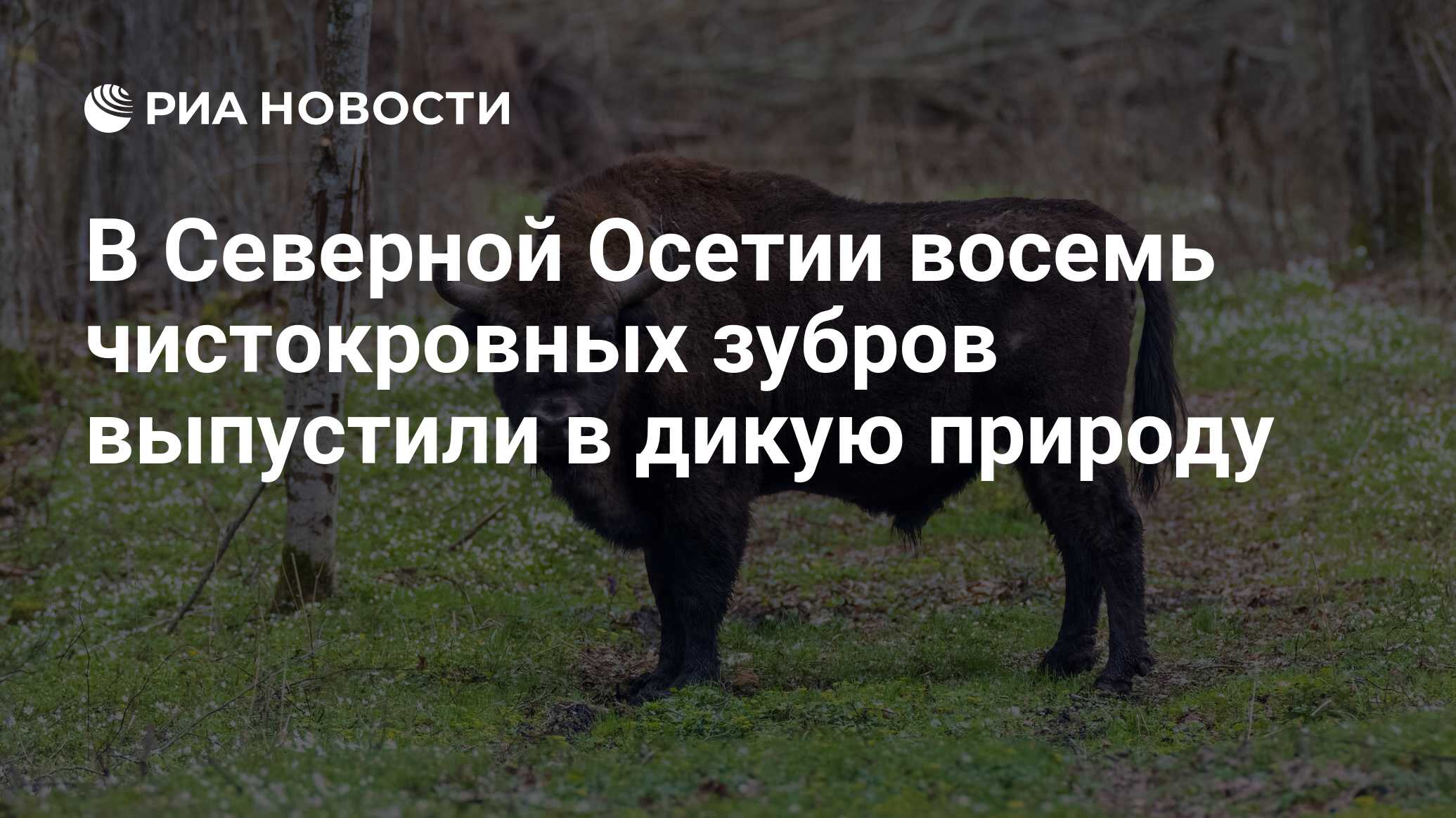 В Северной Осетии восемь чистокровных зубров выпустили в дикую природу -  РИА Новости, 05.10.2023