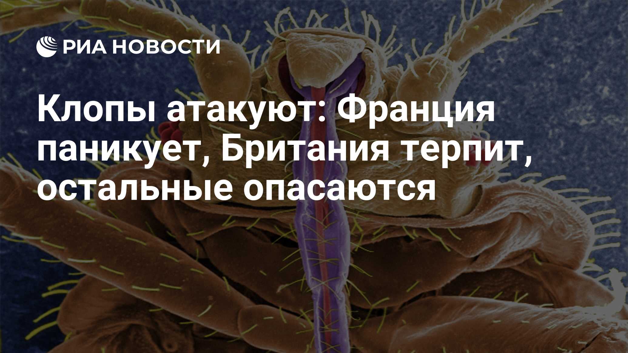 Клопы атакуют: Франция паникует, Британия терпит, остальные опасаются - РИА  Новости, 06.10.2023