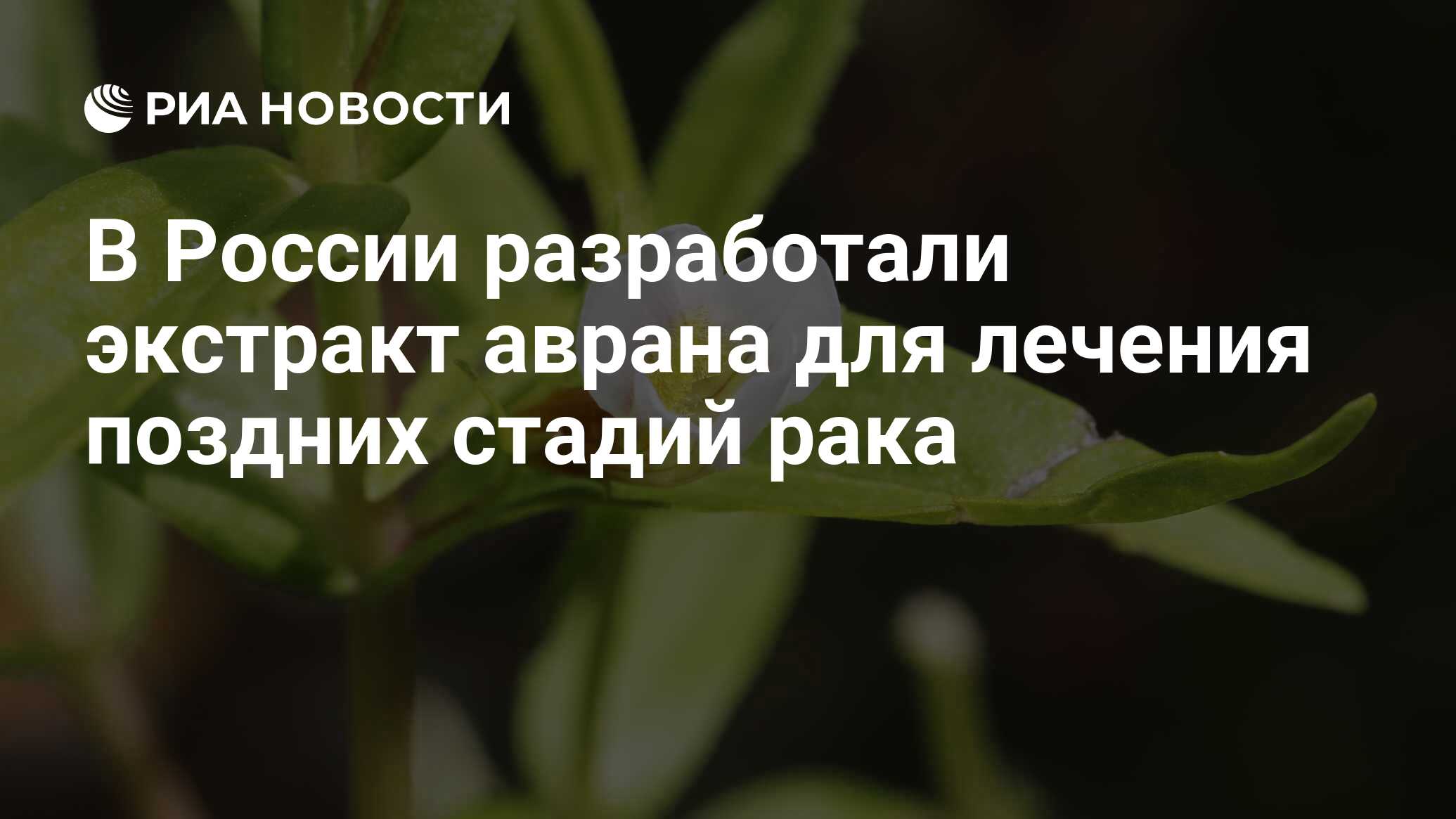 В России разработали экстракт аврана для лечения поздних стадий рака - РИА  Новости, 12.10.2023