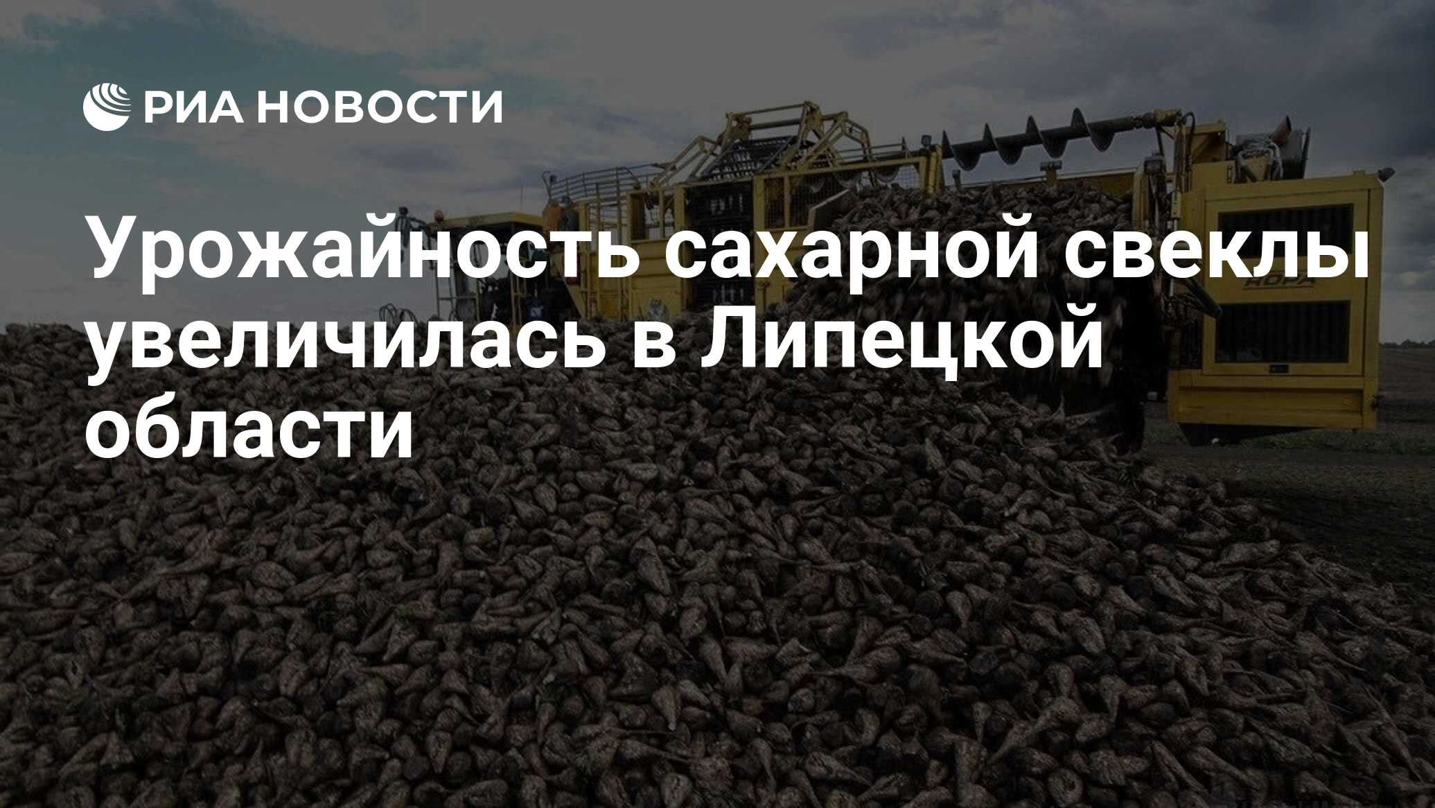 Производство сахарной свеклы. Уборка сахарной свеклы 2021. Сахарная свекла в Липецкой области. Сахарная свекла на заводе. Отходы сахарной промышленности.