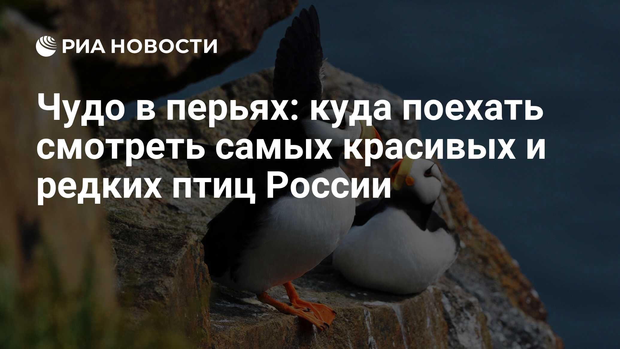 Чудо в перьях: куда поехать смотреть самых красивых и редких птиц России -  РИА Новости, 14.10.2023