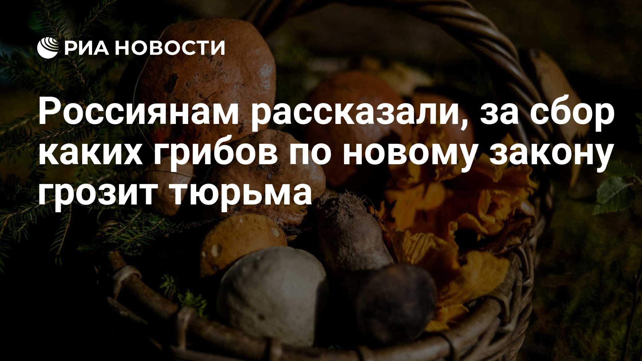 Россиянам рассказали, за сбор каких грибов по новому закону грозит тюрьма