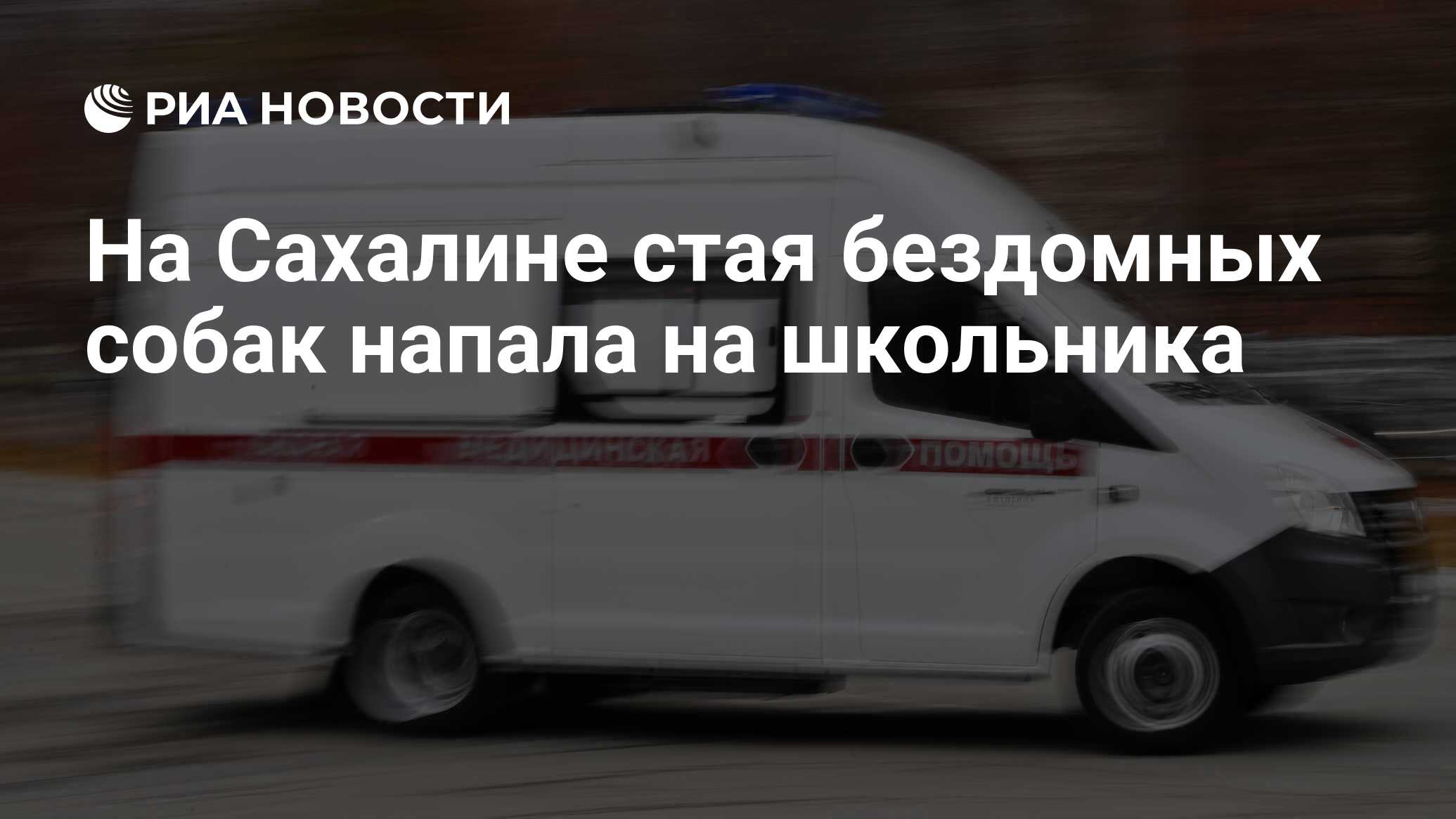 На Сахалине стая бездомных собак напала на школьника - РИА Новости,  30.10.2023