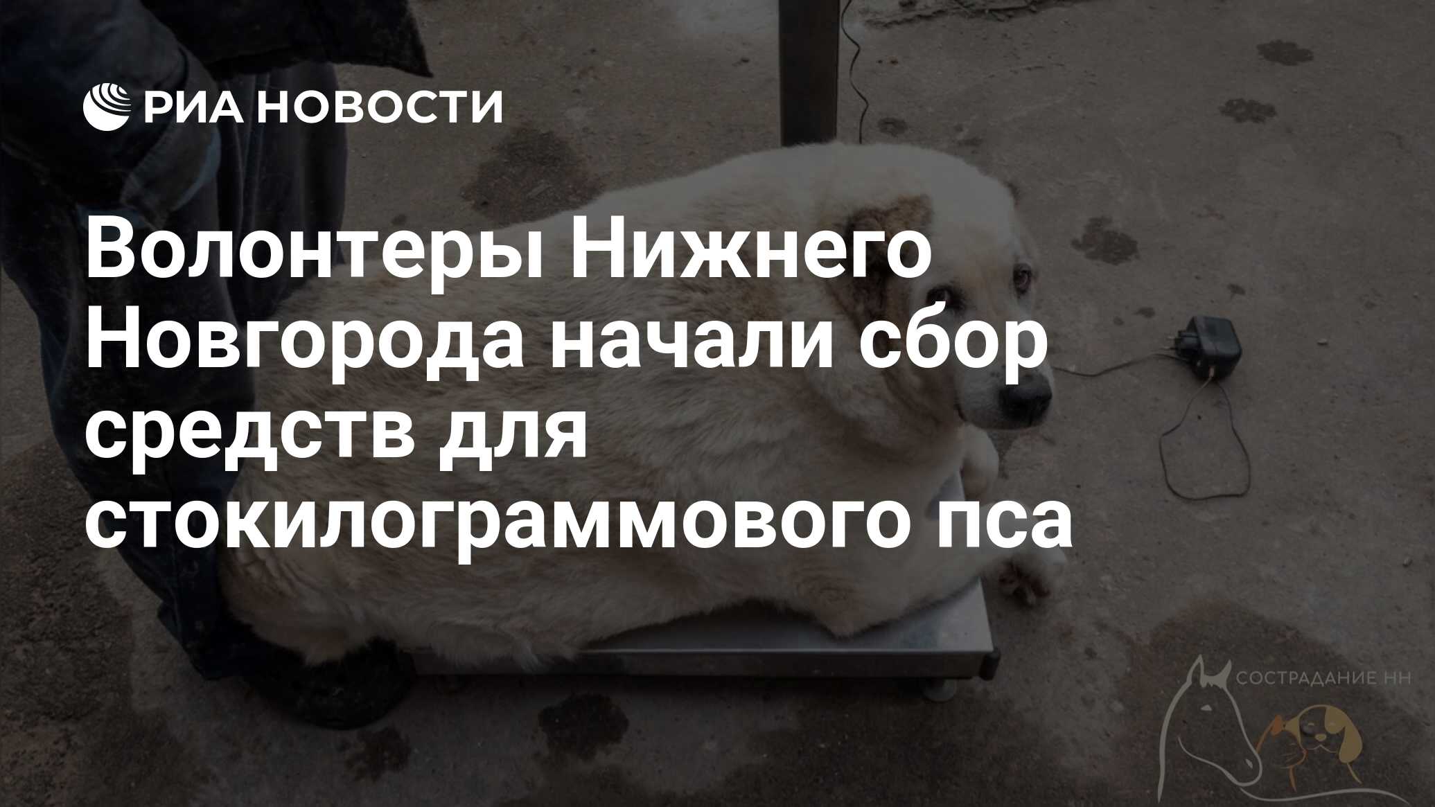 Волонтеры Нижнего Новгорода начали сбор средств для стокилограммового пса -  РИА Новости, 30.10.2023