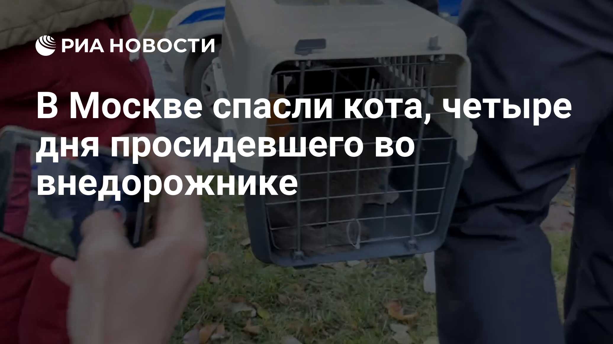 В Москве спасли кота, четыре дня просидевшего во внедорожнике - РИА  Новости, 01.11.2023