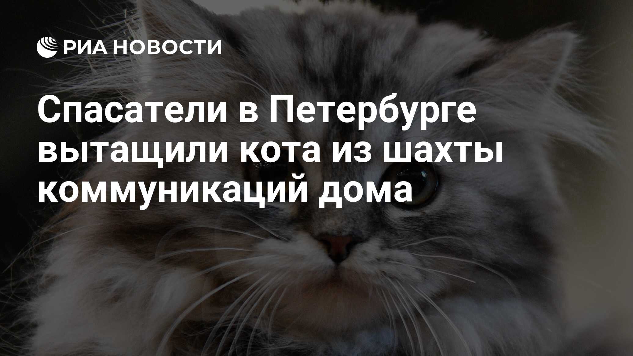 Спасатели в Петербурге вытащили кота из шахты коммуникаций дома - РИА  Новости, 07.11.2023