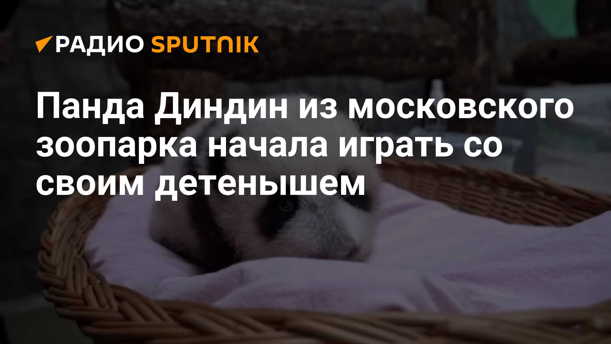 Панда Диндин из московского зоопарка начала играть со своим детенышем