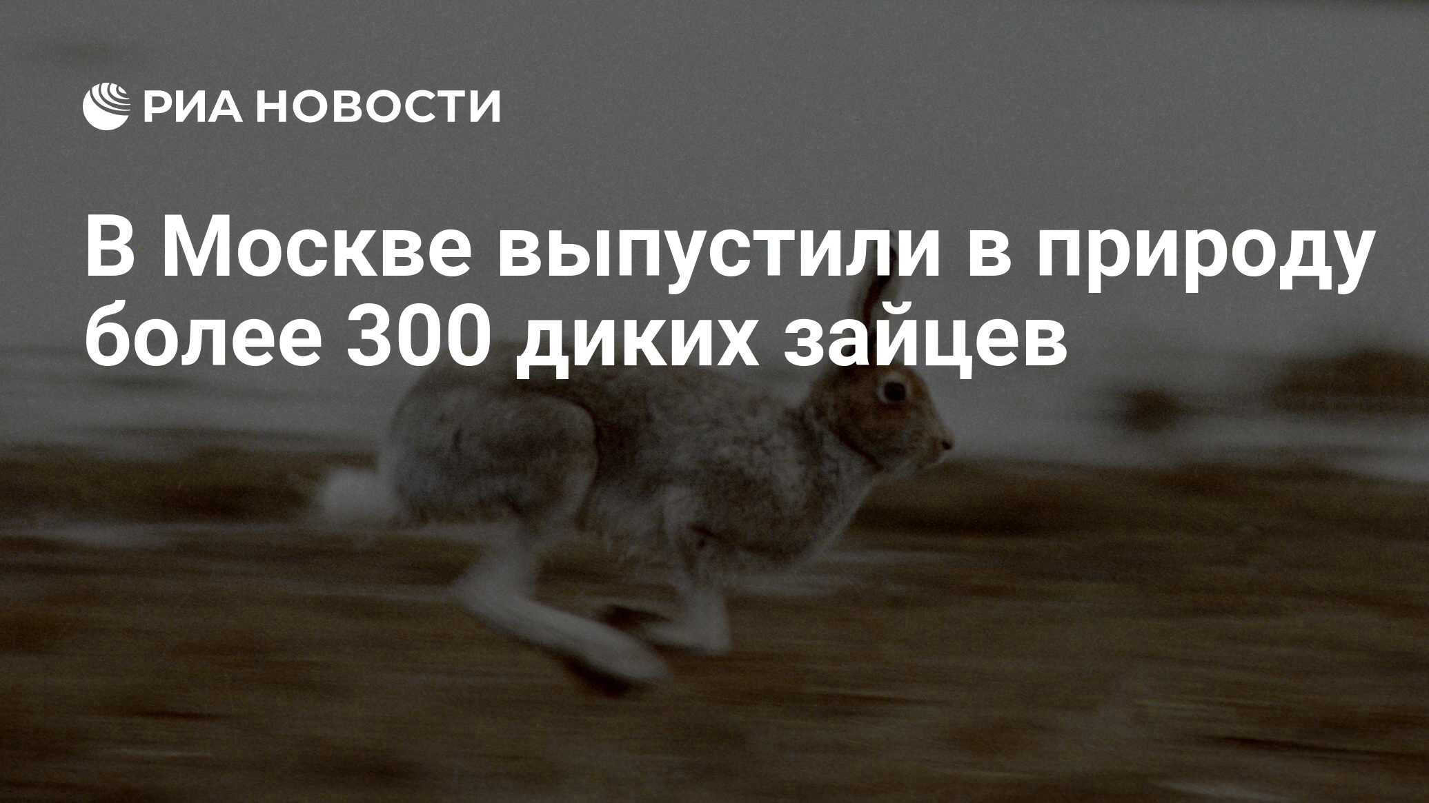 В Москве выпустили в природу более 300 диких зайцев - РИА Новости,  19.11.2023